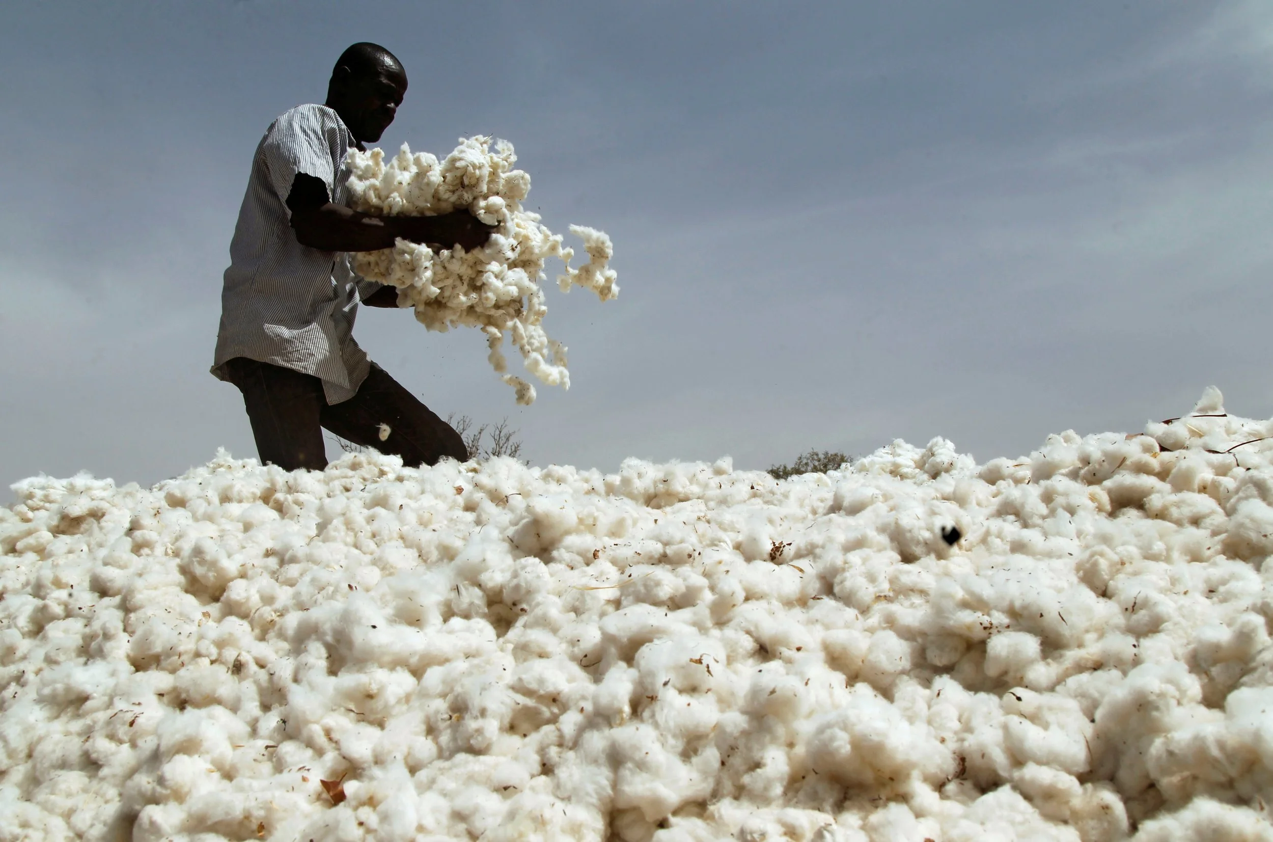 man and cotton.jpeg