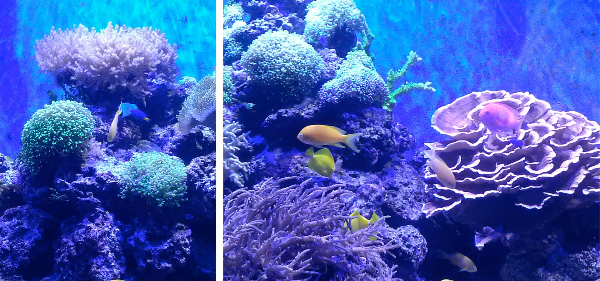 Coral.jpg