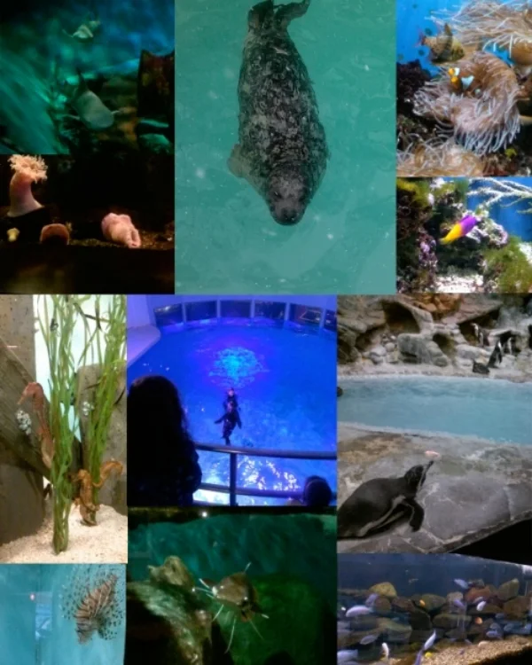 Aquarium Visit.jpg