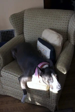 Addie has found a little sunspot to enjoy her Saturday morning in.