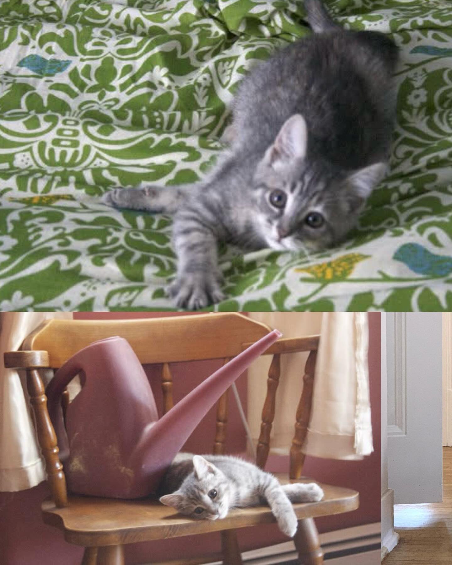 At the end of August we had to say goodbye to our sweet bean girl, Anza. 💔

She moved from the Adirondacks to Buffalo with us, lived in 4 different apartments, had 2 cat siblings, 3 dog siblings, and and 2 human siblings in her life with us.  She to