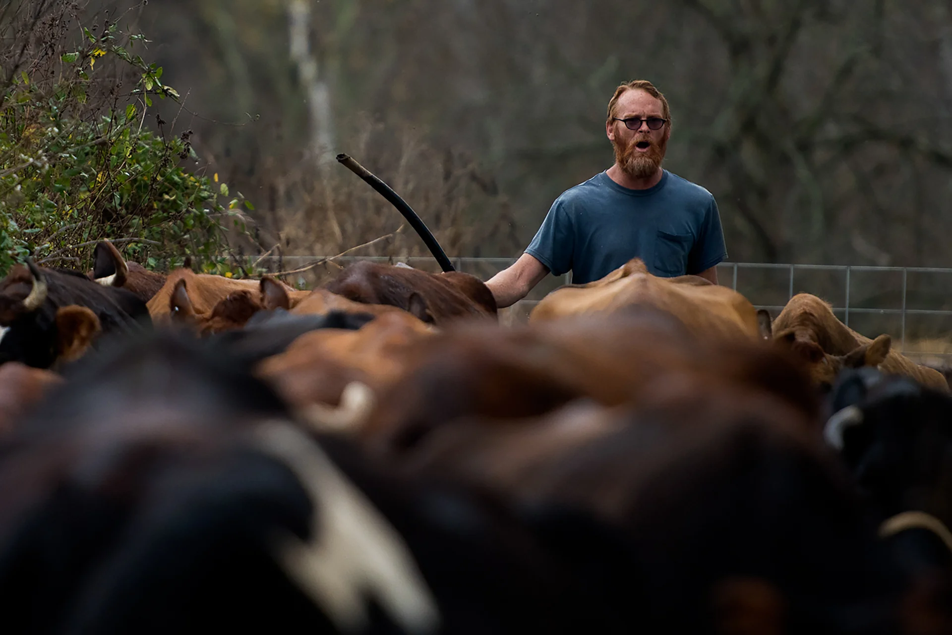Nick Nolan guides cows into the milking shed for a morning session of milking on November 6, 2015, at the family's farm in Gallipolis, Ohio. Nolan milks the cows once in the morning and again at night.