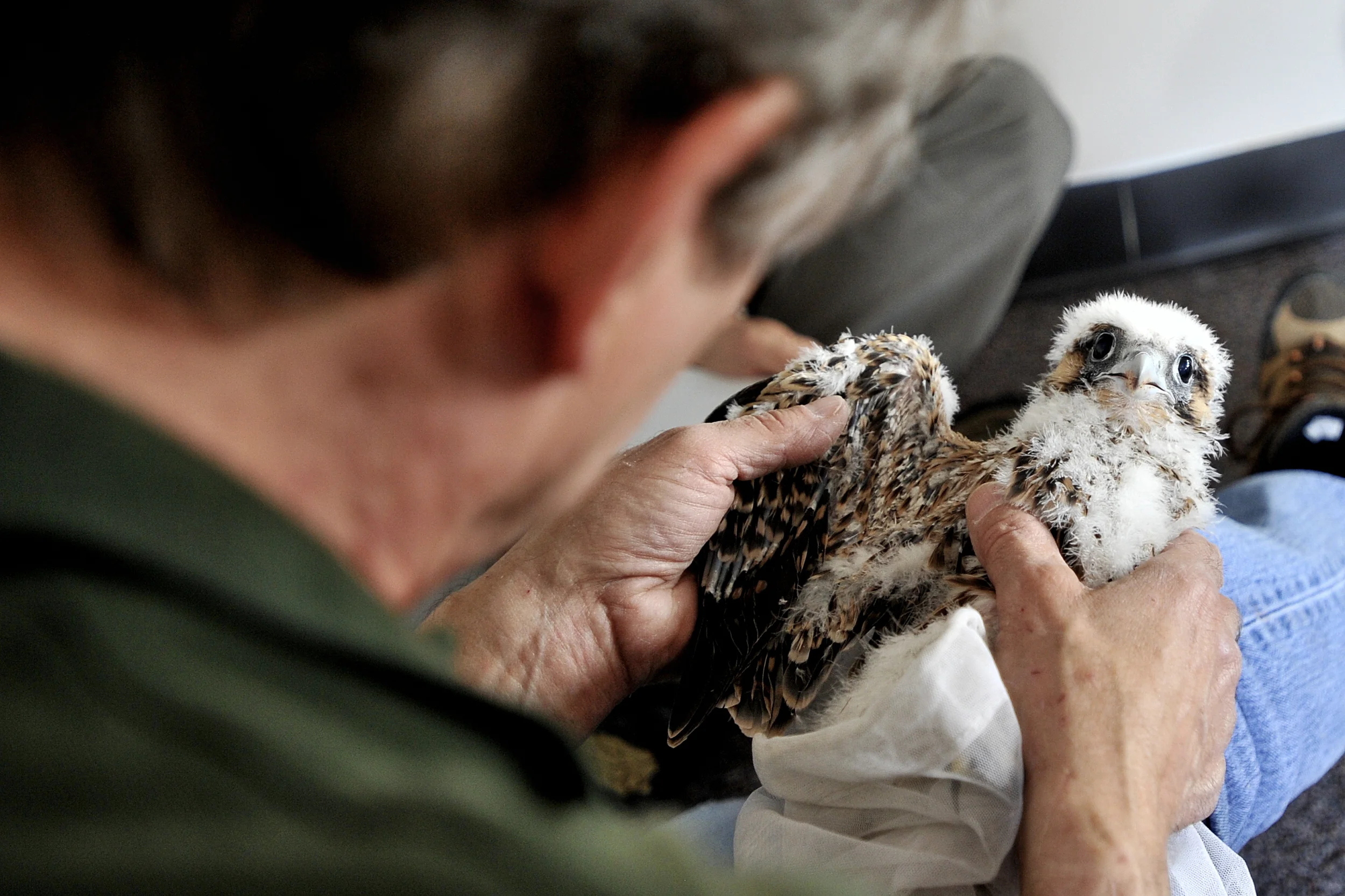 Art McMorris, a Peregrine falcon specialist from the Pennyslvania Game Commission, examines the wings of the nestling falcon during the banding of the Peregrine falcons at the Callowhill building in Reading, PA, on May 25, 2016. (Reading Eagle: Sarah Stier)