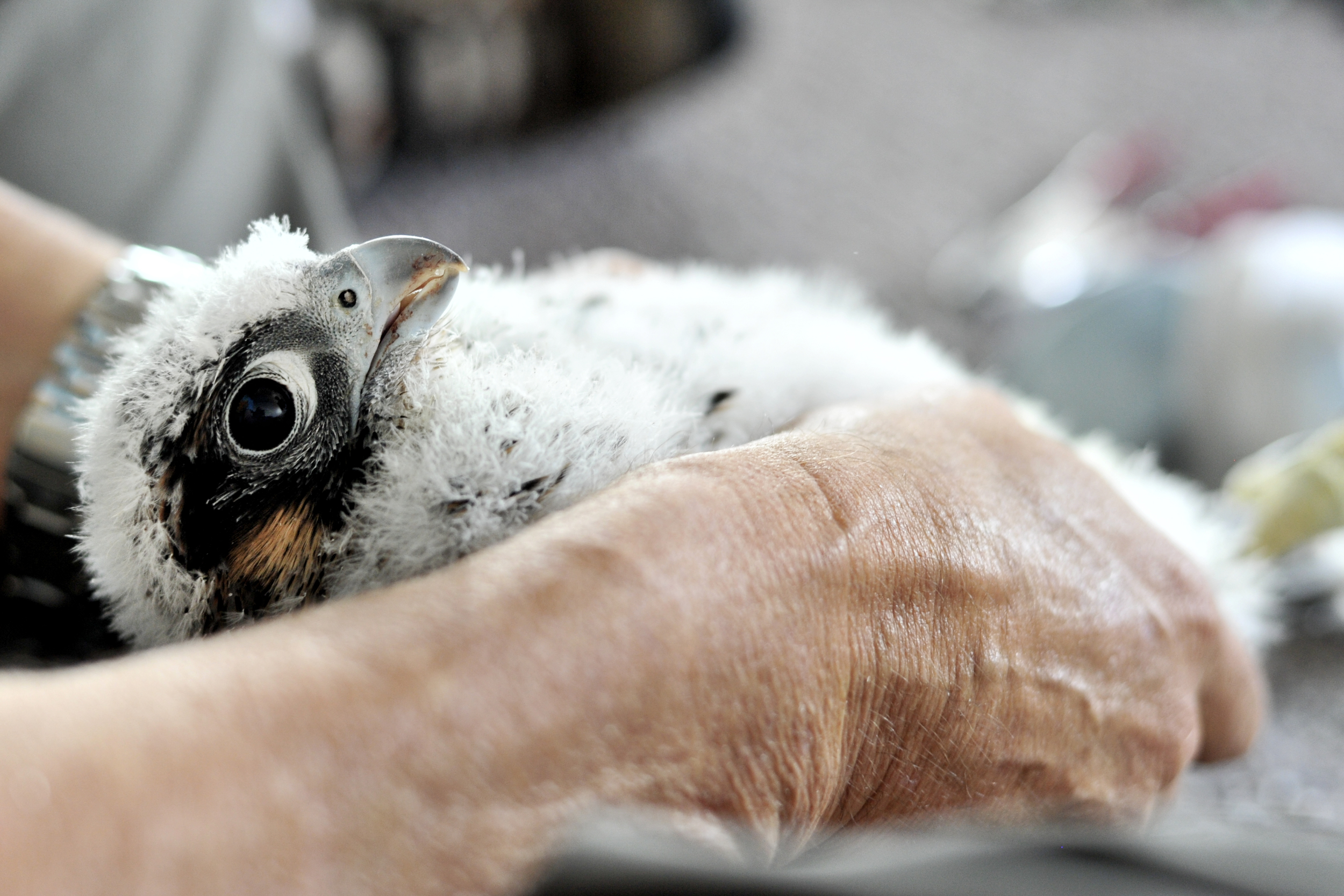 Caption/Description: A close-up of a nestling Peregrine falcon during the banding of the Peregrine falcons at the Callowhill building in Reading, PA, on May 25, 2016. (Reading Eagle: Sarah Stier)