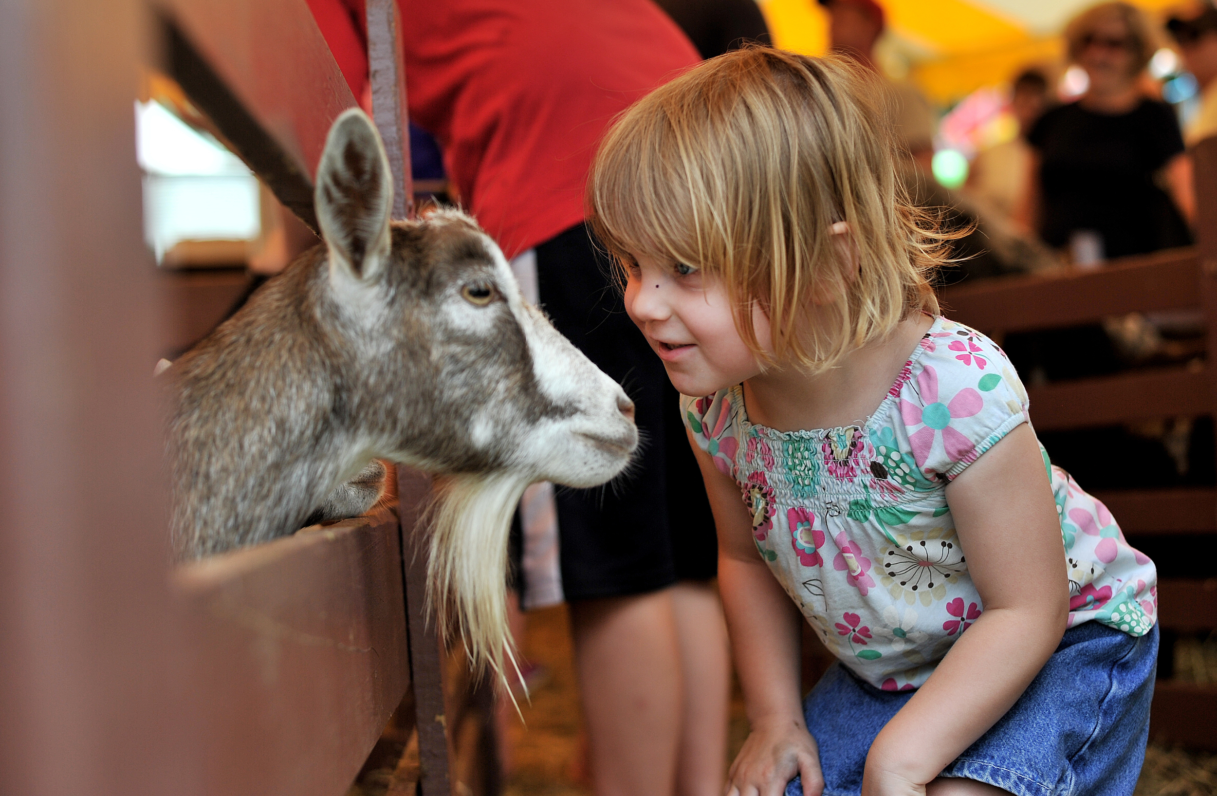 Sophia Klouser, 3, of Temple meets a goat in the petting zoo at the Kutztown Folk Festival in Kutztown, PA, on July 5, 2016. (Reading Eagle: Sarah Stier)