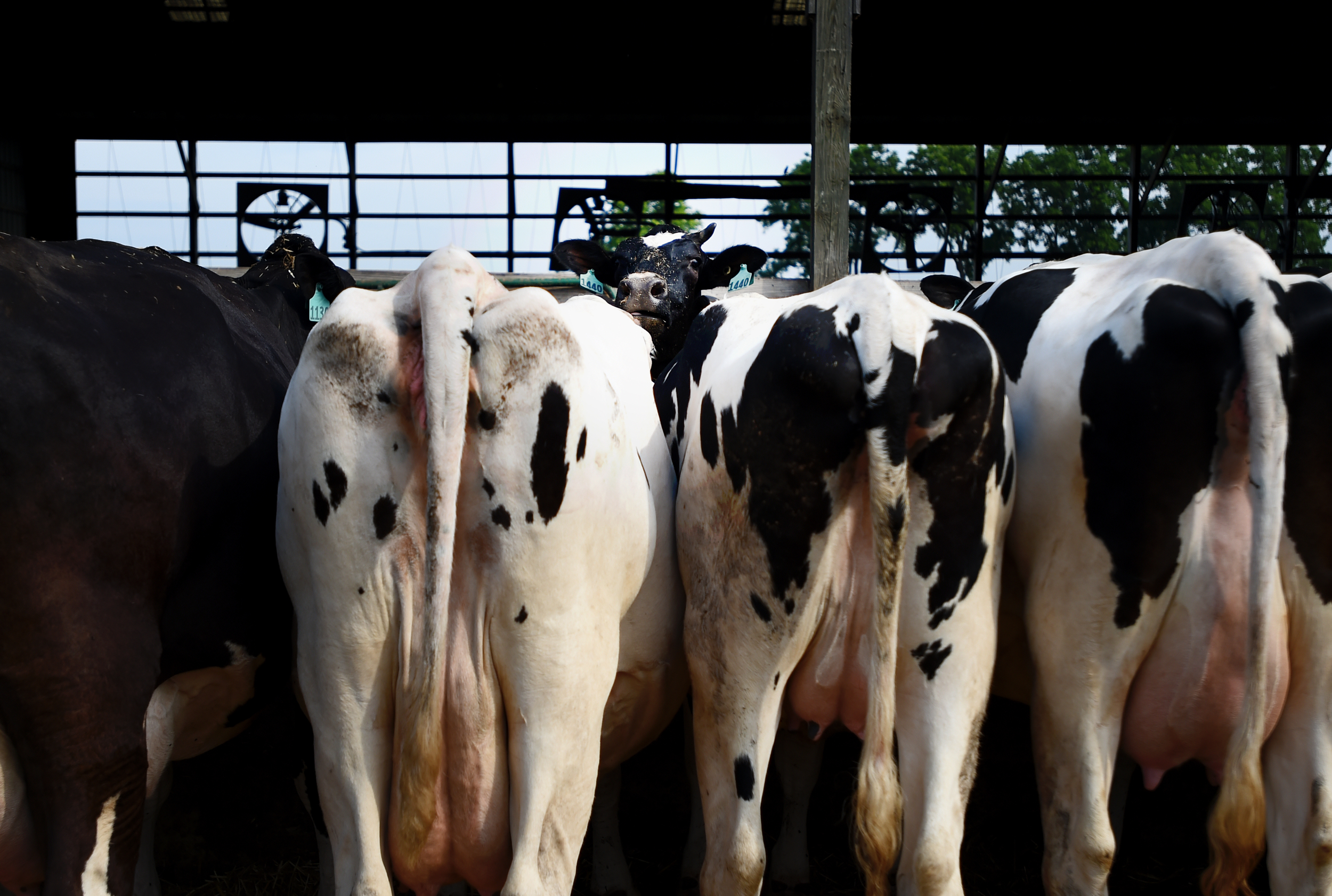 A cow peeks her head over the back of several cows eating from a trough at Oregon Dairy in Lititz, PA, on July 22, 2016. (Reading Eagle: Sarah Stier)