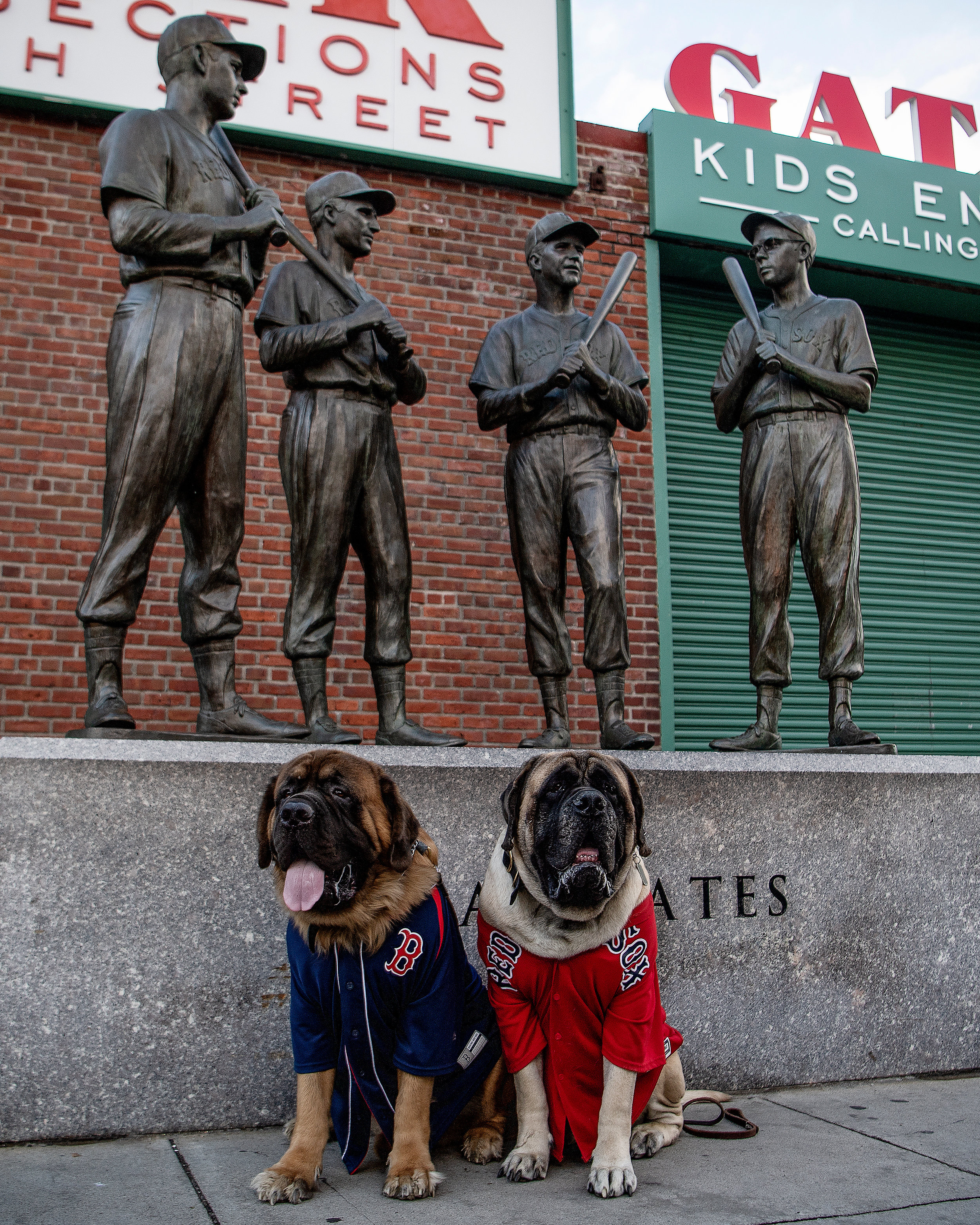  English Mastiffs Odin and Thor pose for a photo before game one of the ALCS versus Houston Astros at Fenway Park in Boston, Massachusetts, on Saturday, October 13, 2018. 