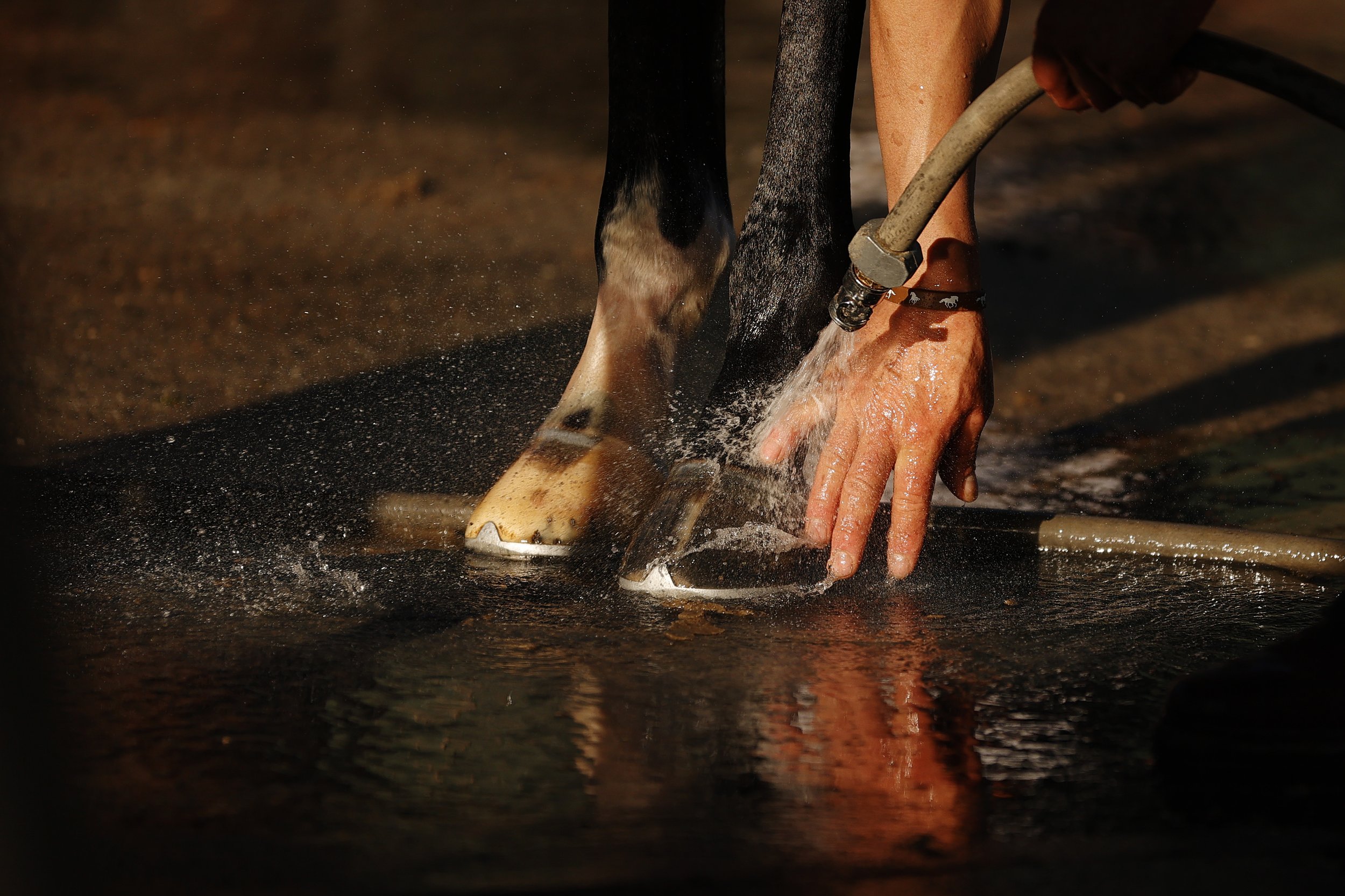  A stablehand washes a horse's hooves after a morning workout prior to the 154th running of the Belmont Stakes at Belmont Park on June 10, 2022 in Elmont, New York. 