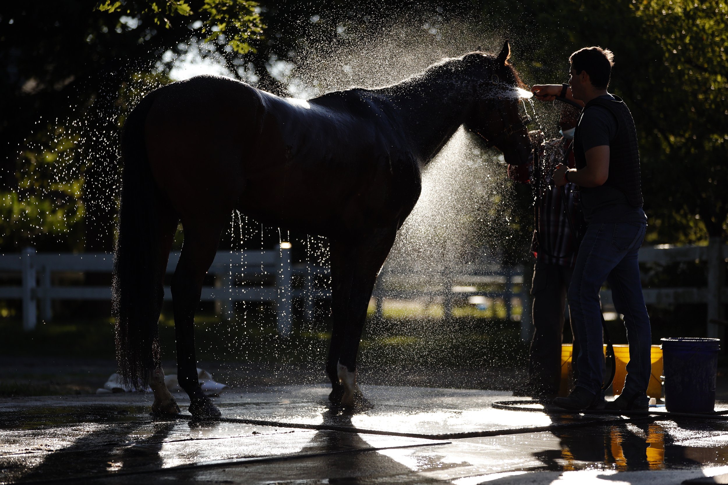  A horse is bathed after a morning workout prior to the 154th running of the Belmont Stakes at Belmont Park on June 10, 2022 in Elmont, New York. 