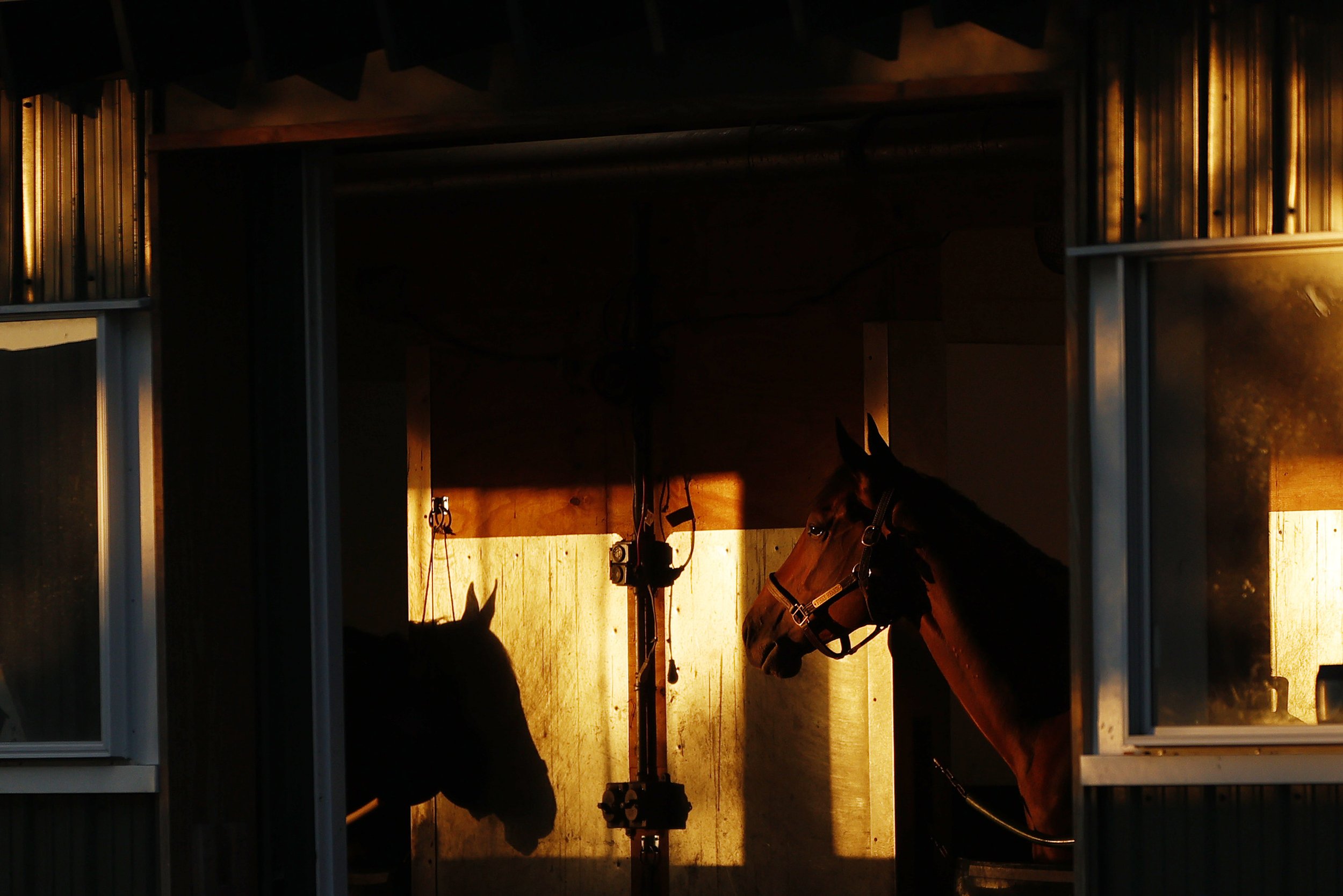  Horses look out from their stalls prior to a morning workout prior to the 154th running of the Belmont Stakes at Belmont Park on June 10, 2022 in Elmont, New York. 