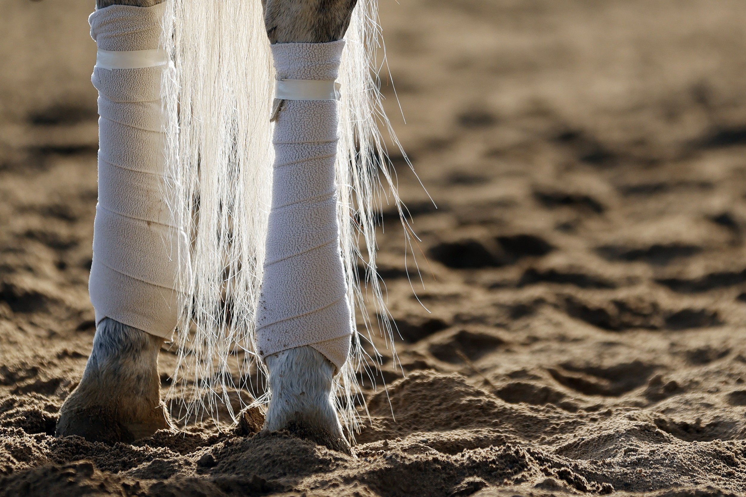  Detail of a pony's tail and wrapped legs during a morning workout prior to the 154th running of the Belmont Stakes at Belmont Park on June 07, 2022 in Elmont, New York. 