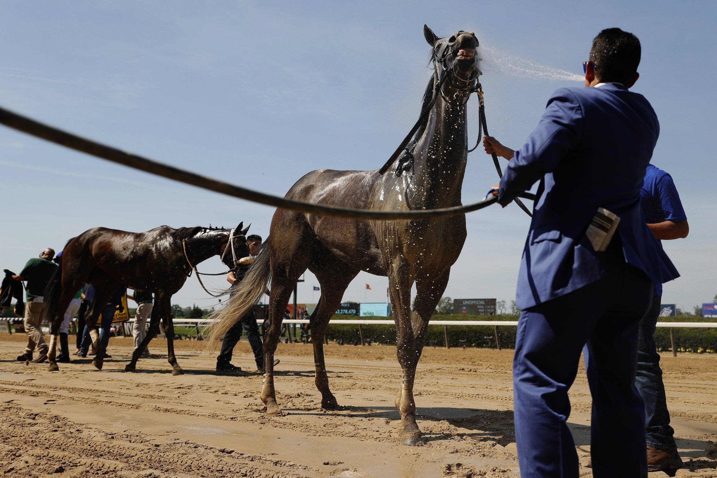  Horses are washed off after The Ogden Phipps race prior to the 153rd running of the Belmont Stakes at Belmont Park on June 05, 2021 in Elmont, New York. 