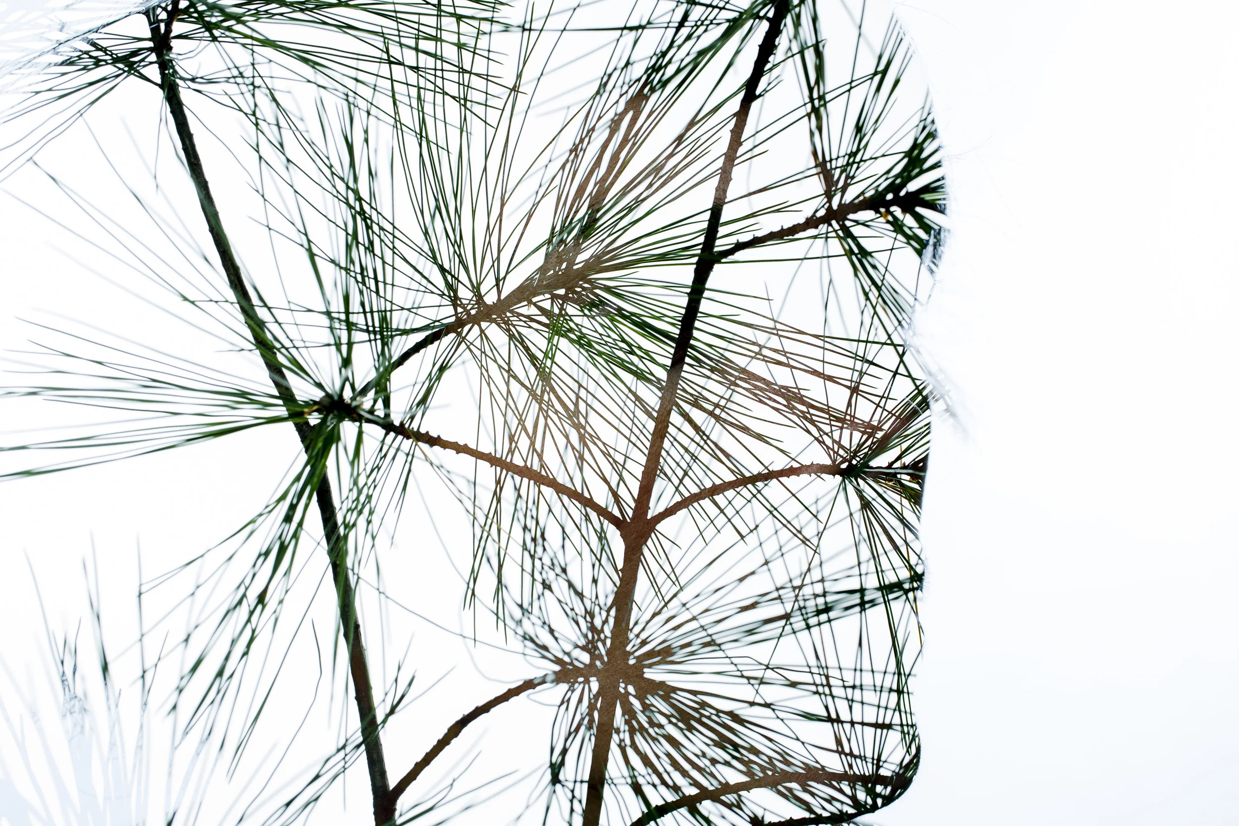 _D8C4134_1.JPG