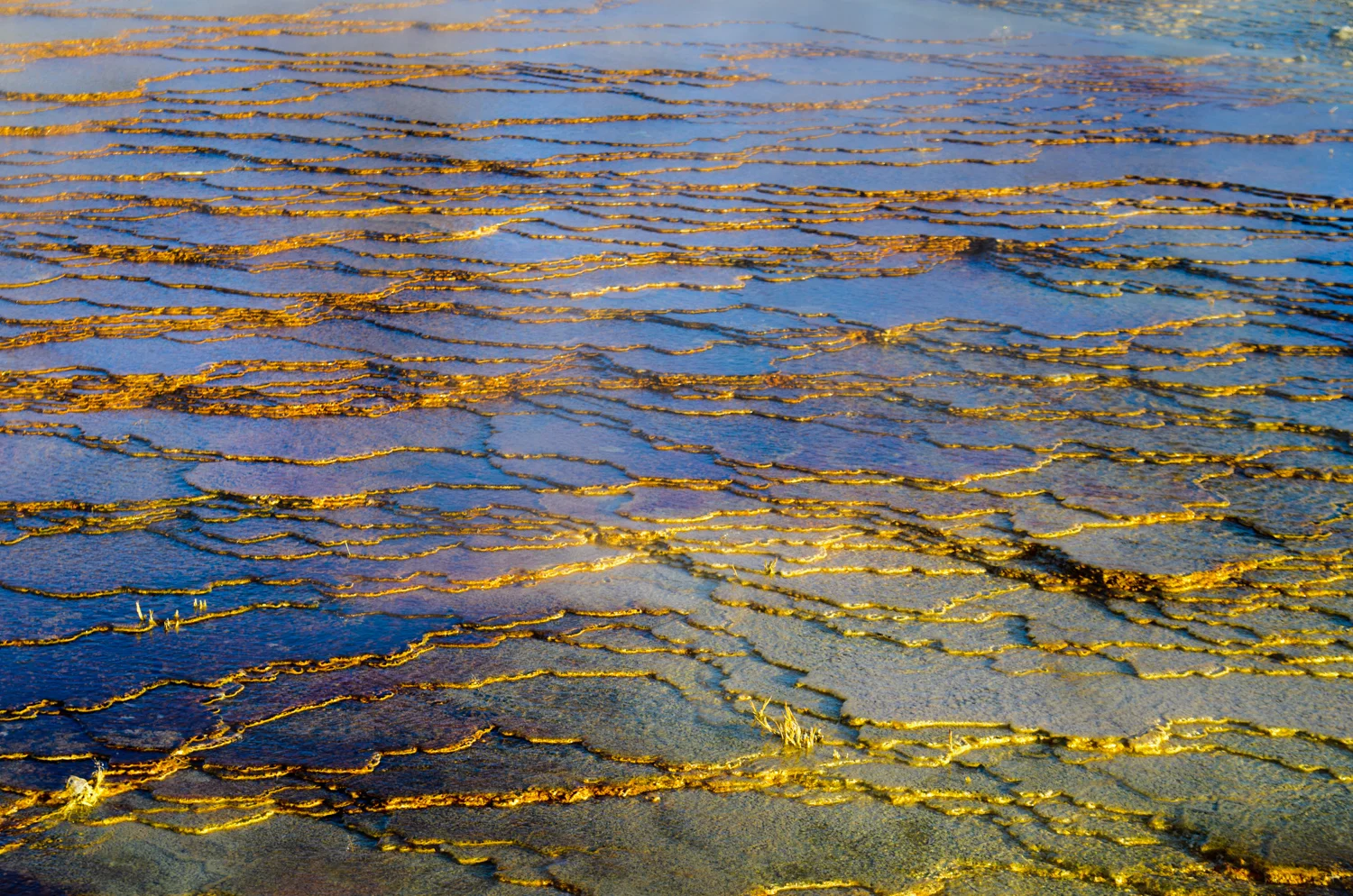 Mammoth-Hot-Springs-6019-SS.jpg
