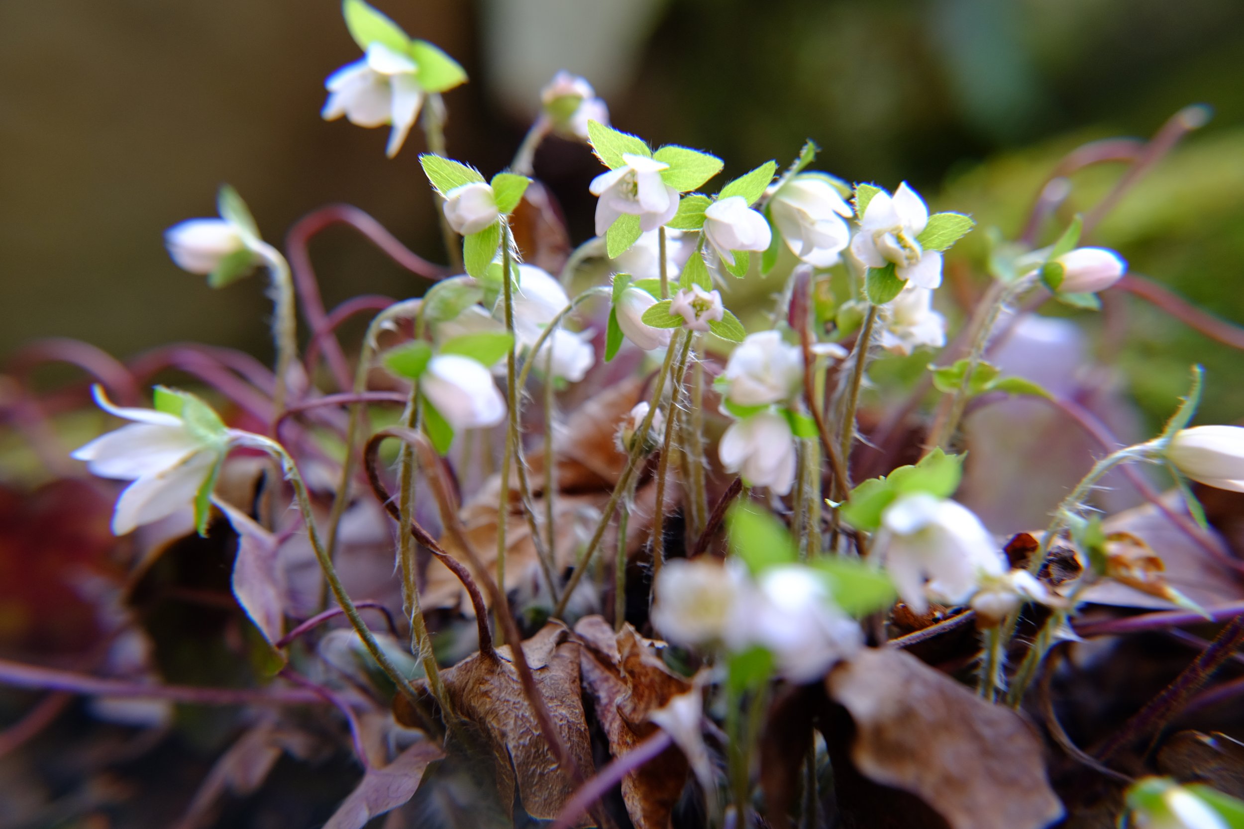 Waterfall x-t10 085.JPG