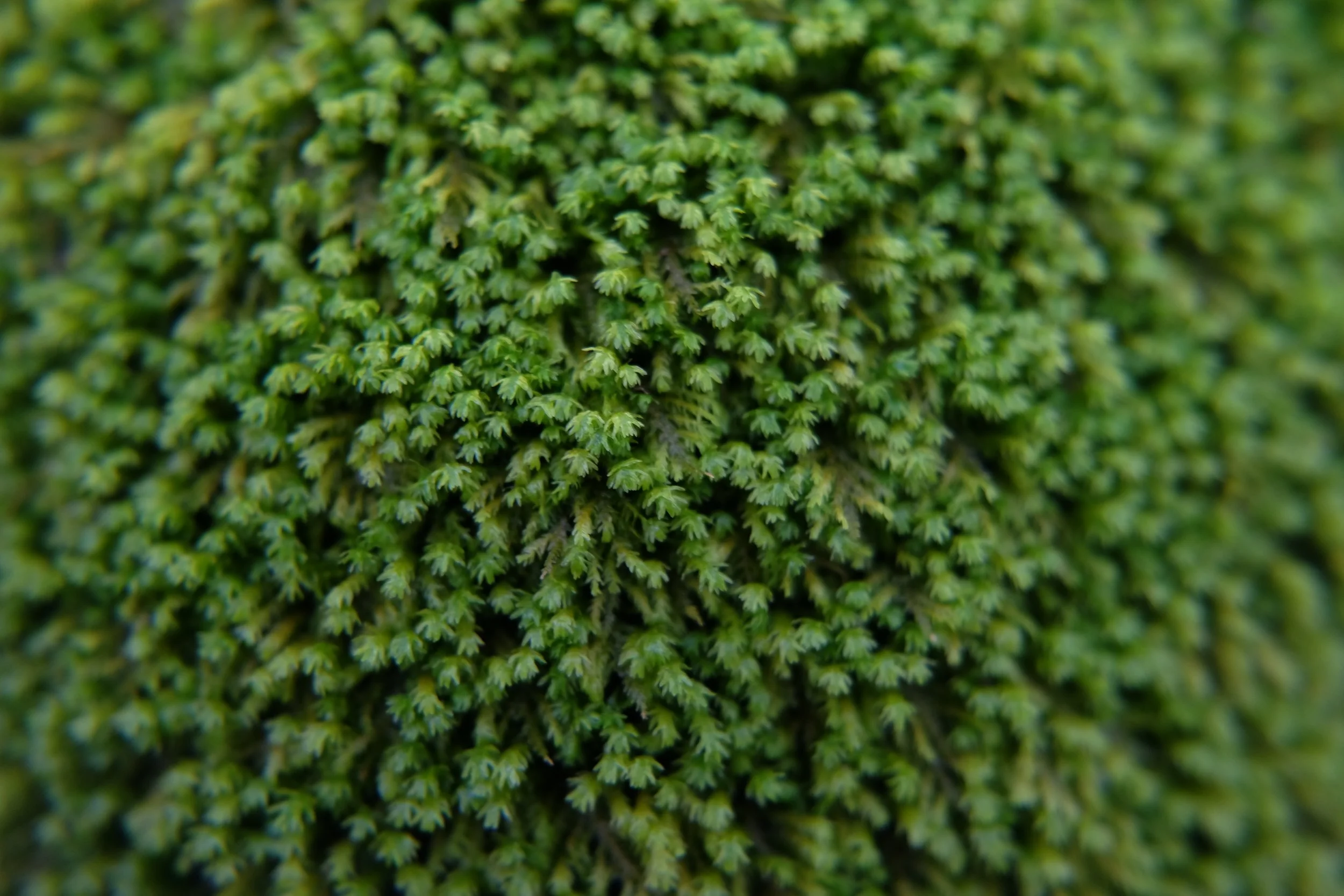 Waterfall x-t10 013.JPG