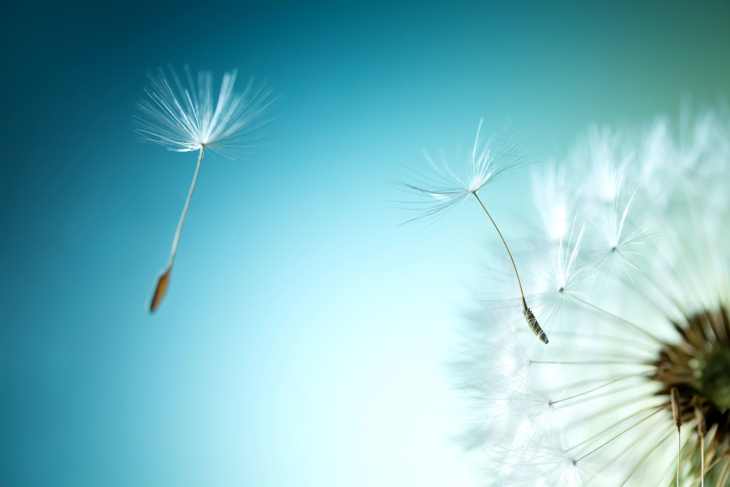 Dandelions.jpg