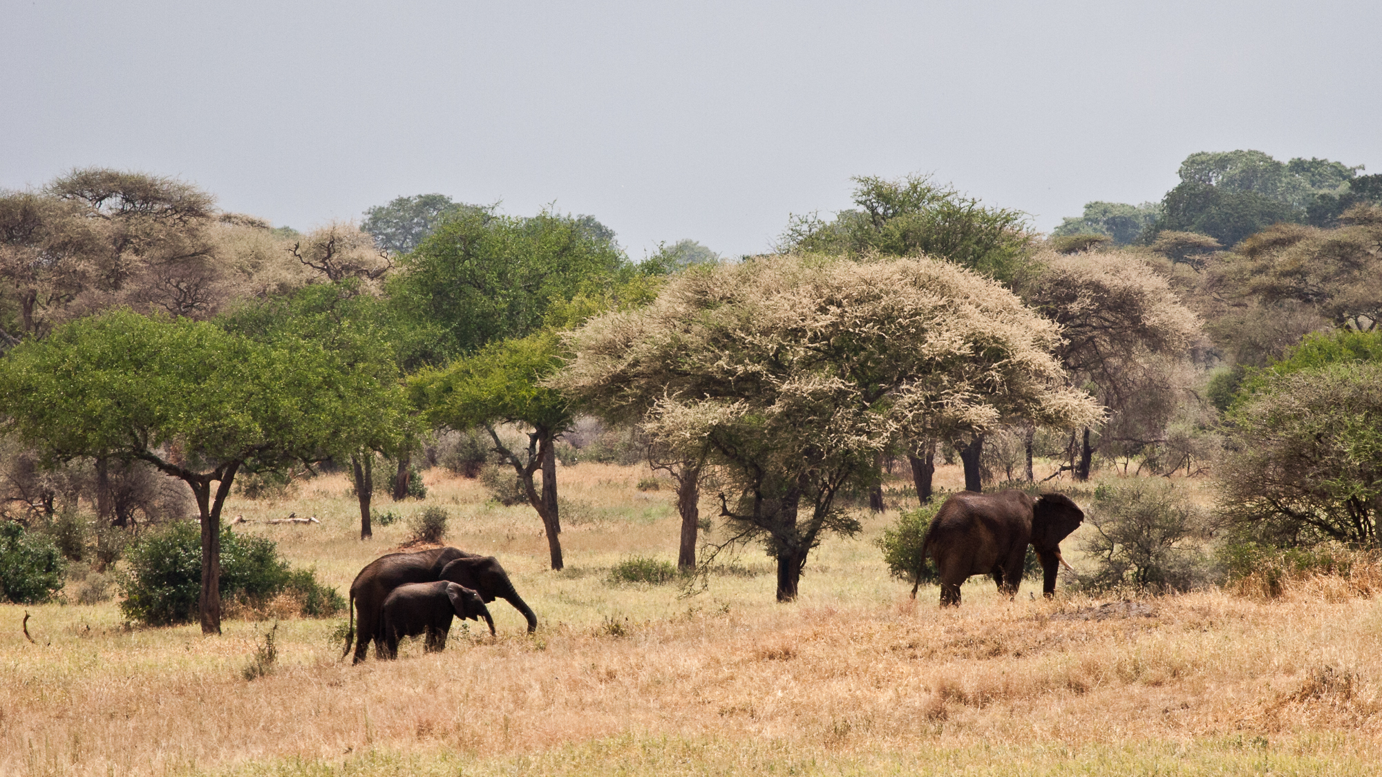 Tanzania-1012.jpg