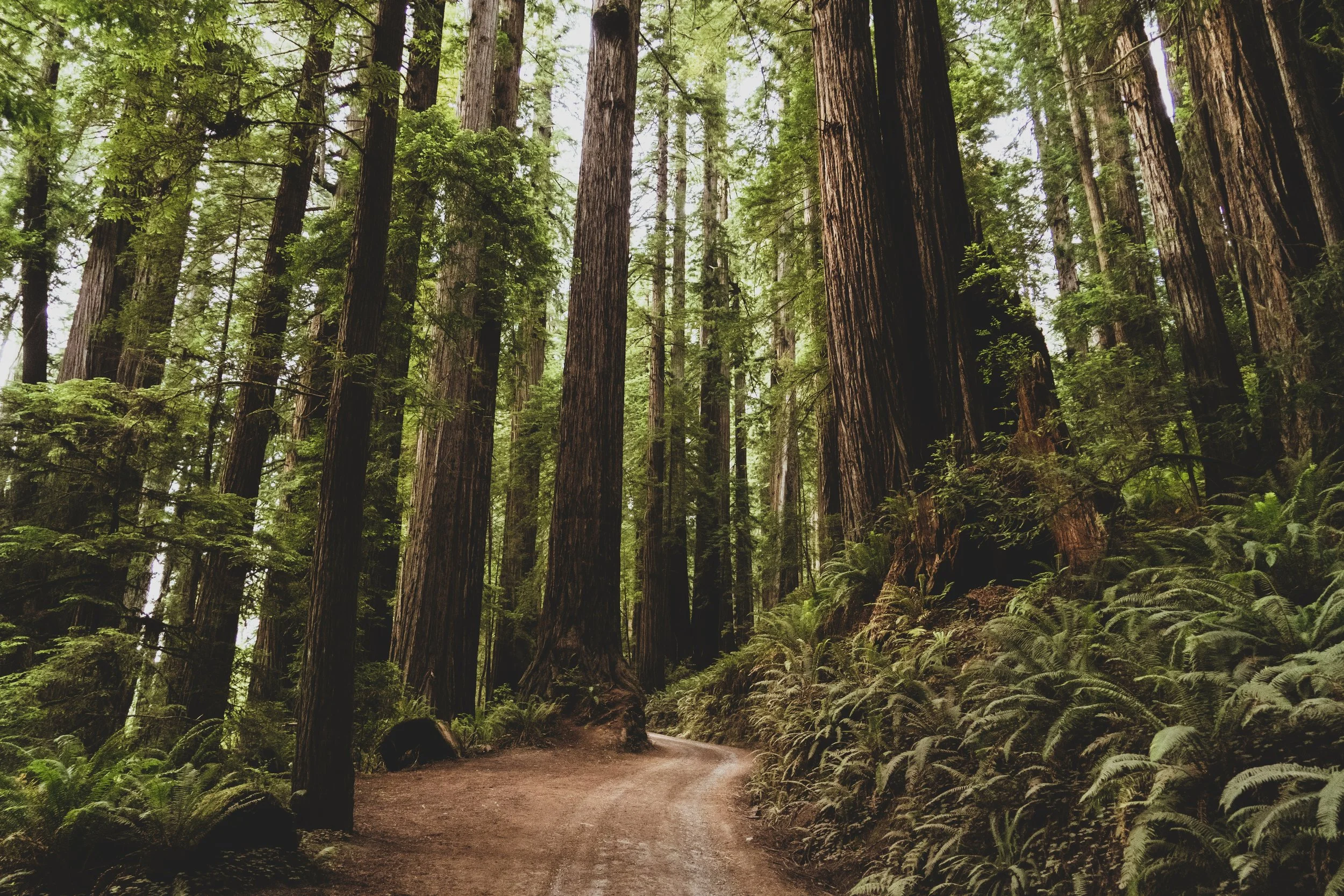 Redwood trees