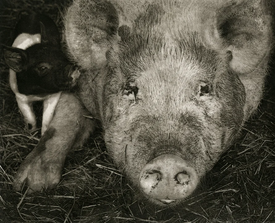 Spring Pig