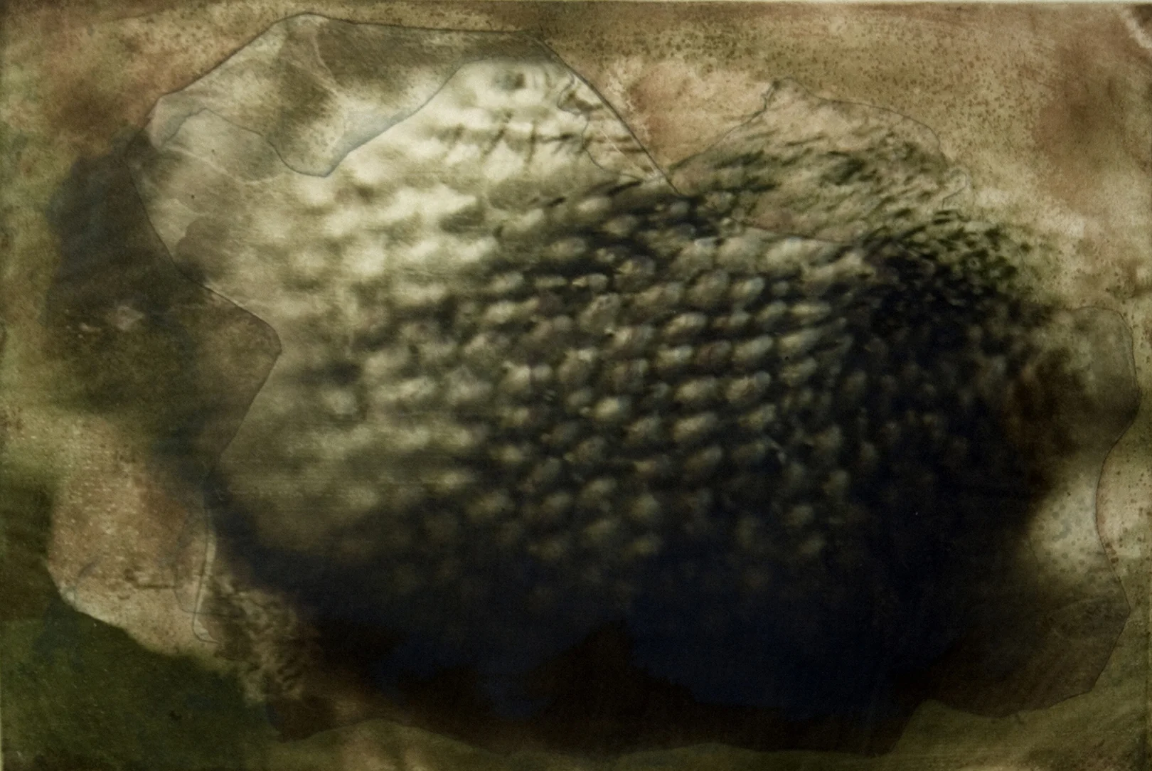 Sepal Whorl.jpg