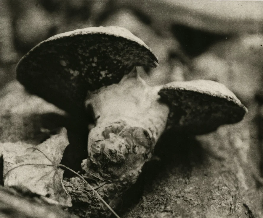 Red Reishi