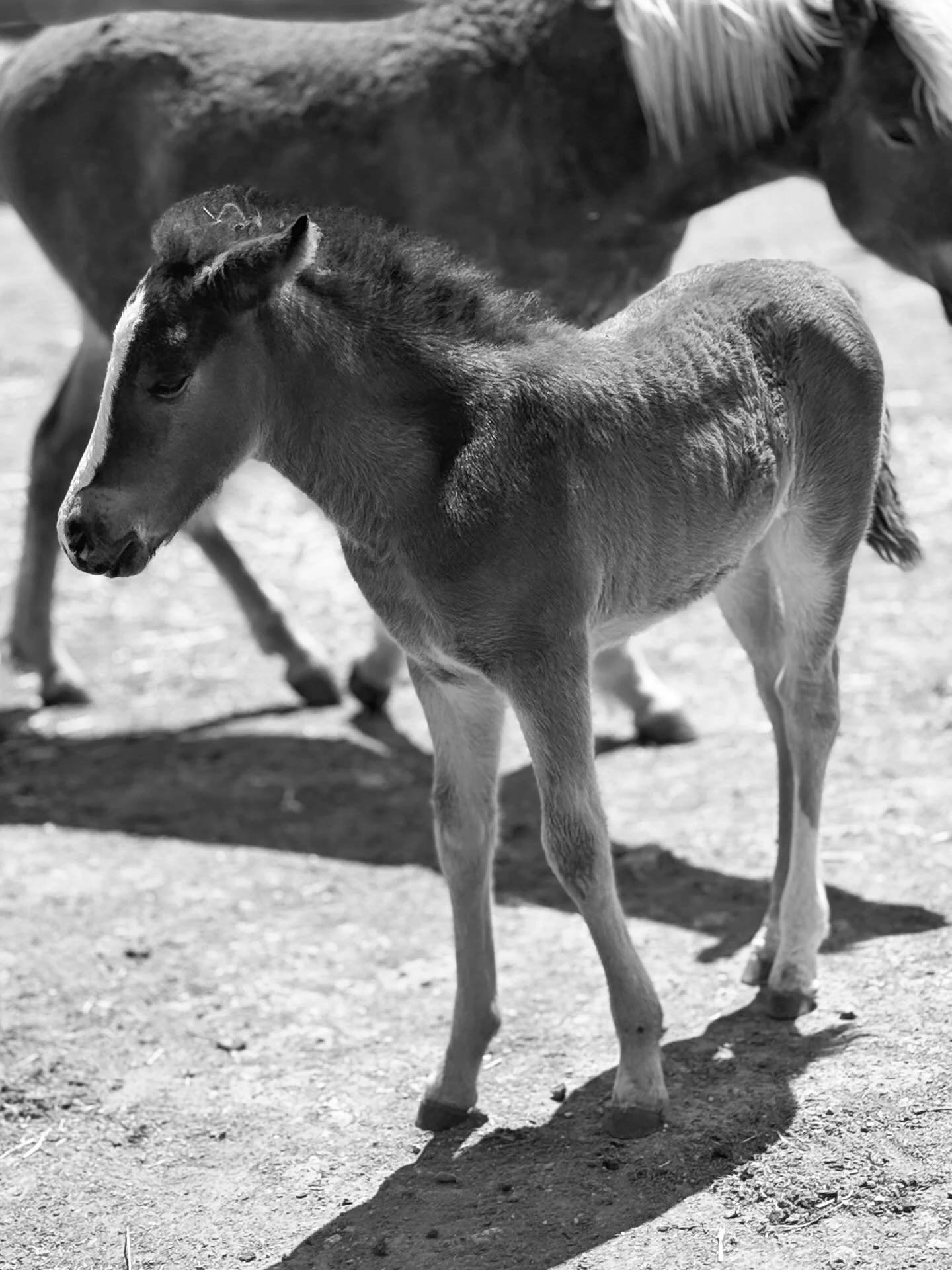 έ&nu;&alpha; &tau;&epsilon;&rho;ά&sigma;&tau;&iota;&omicron; &mu;&pi;&rho;ά&beta;&omicron; &sigma;&tau;&eta;&nu; &omicron;&mu;ά&delta;&alpha; @helphorses_ymittos 
&gamma;&iota;&alpha; &tau;&eta; &delta;ύ&nu;&alpha;&mu;&eta; &nu;&alpha; &alpha;&nu;&ta