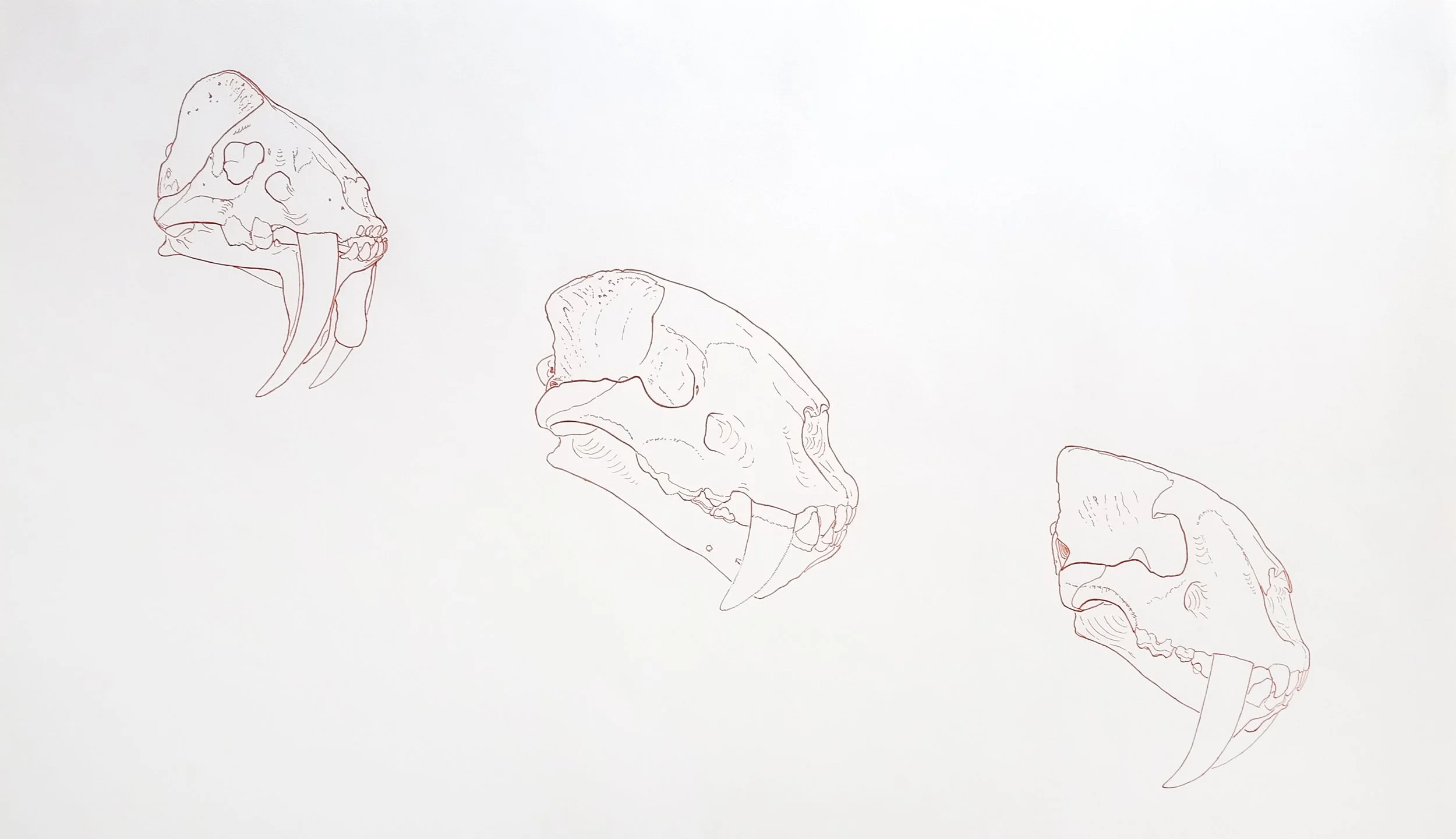 three sabertooths underlay (1).jpg