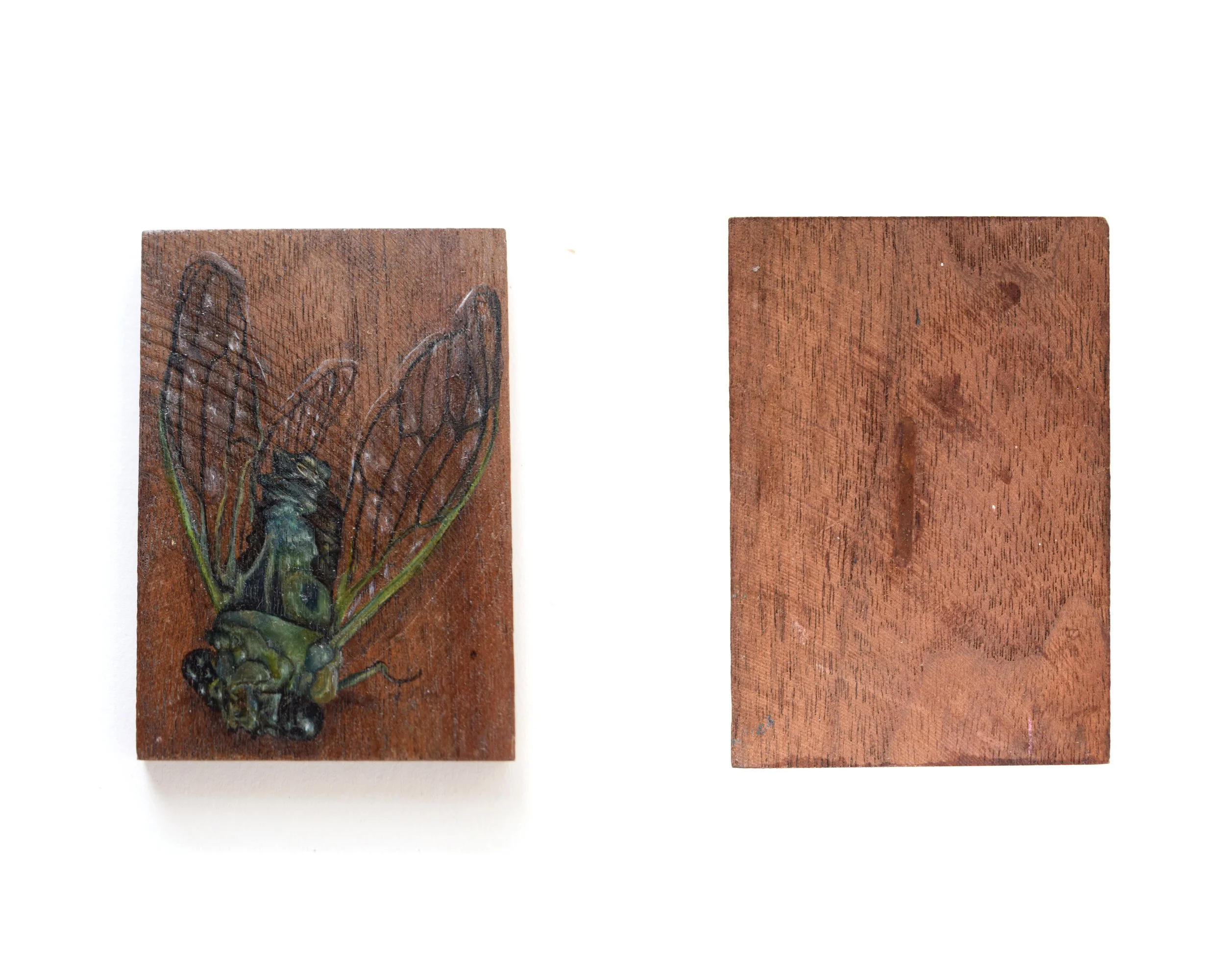 Cicada_1_i.jpg