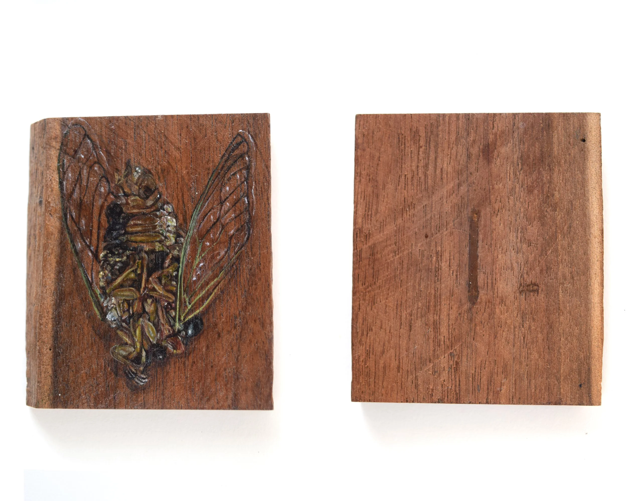 Cicada_i_2.jpg