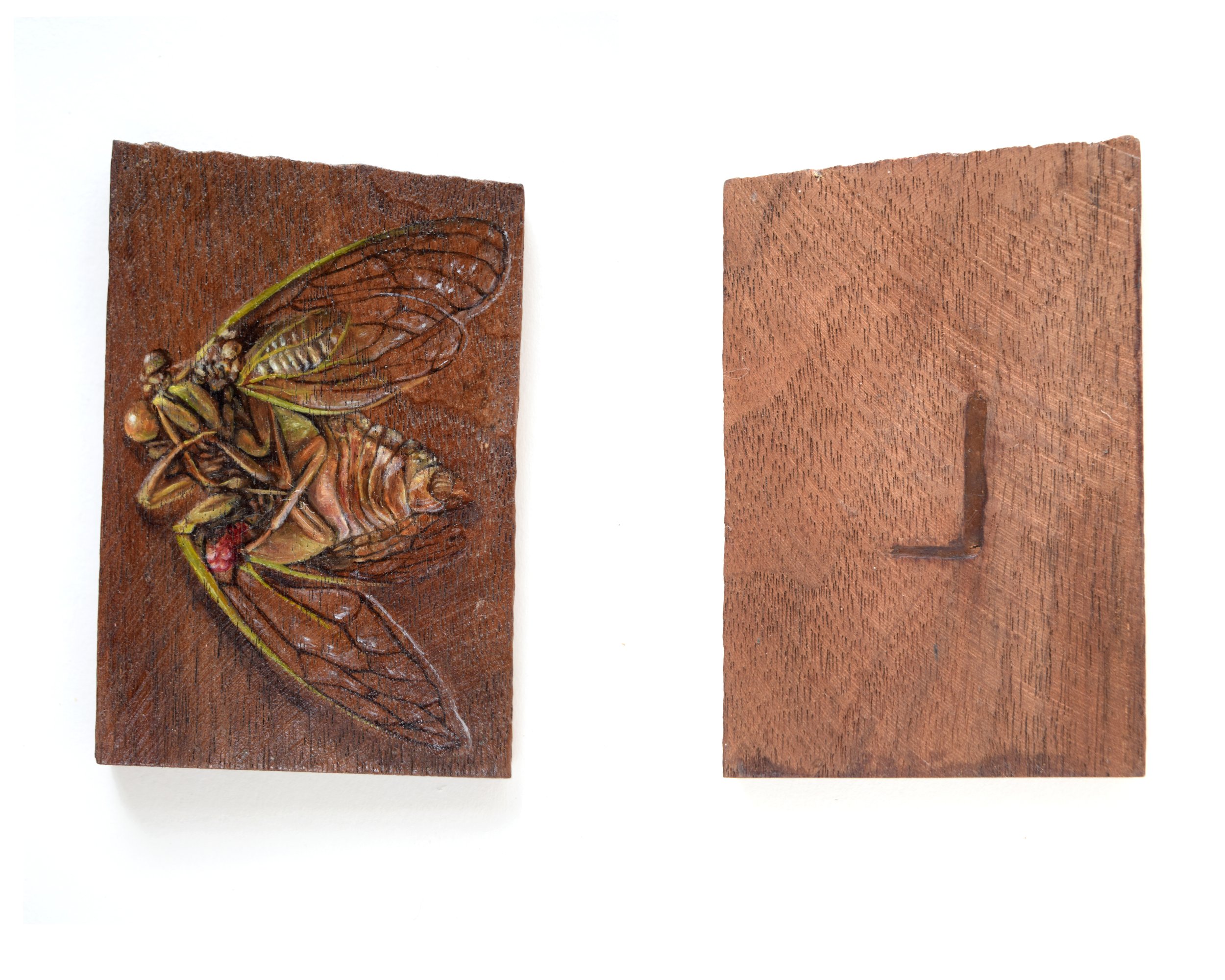 Cicada_L_1 copy.jpg