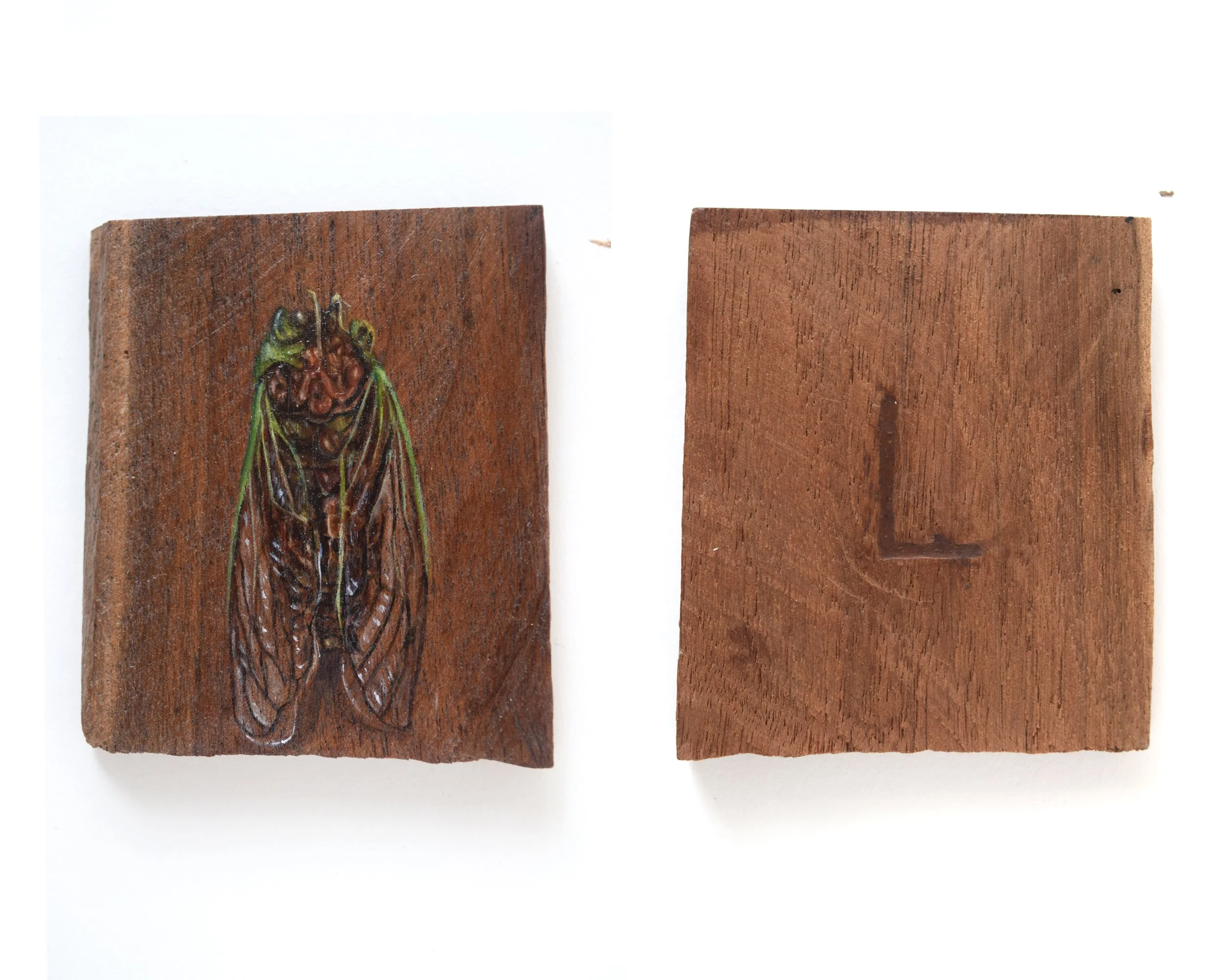 Cicada_L_2.jpg