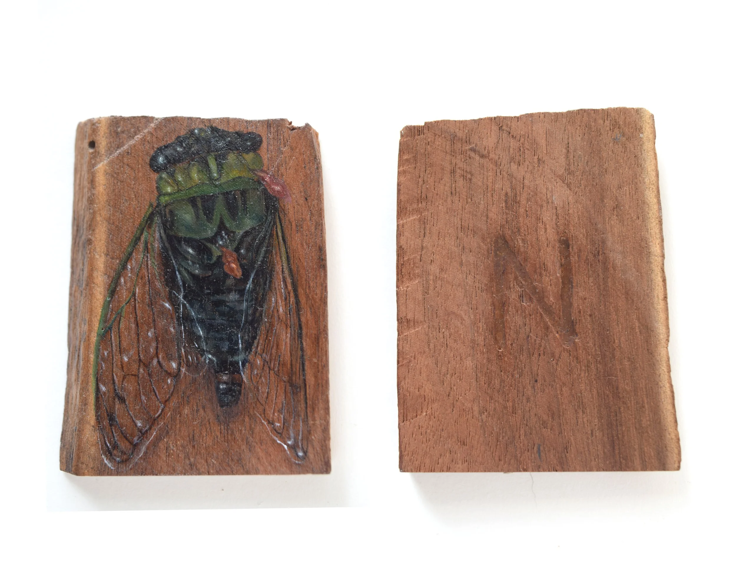 Cicada_N_1.jpg