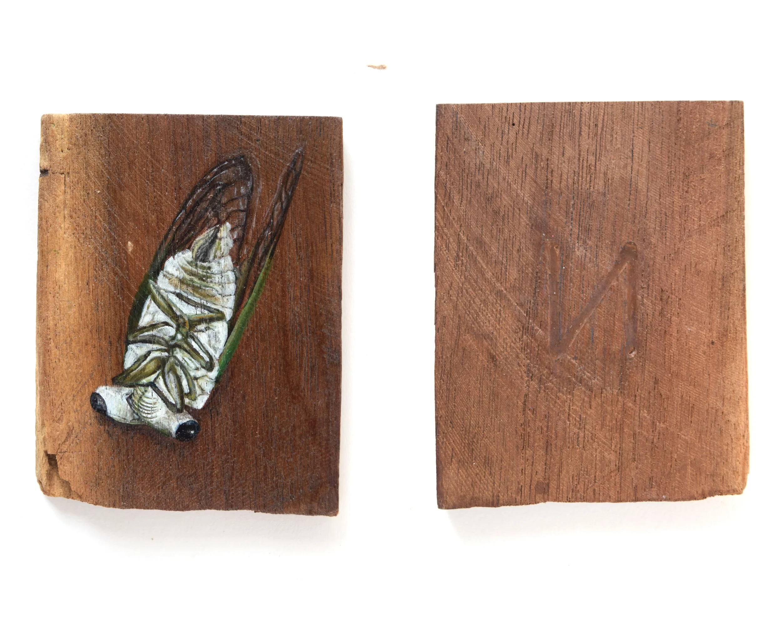 Cicada_N_2.jpg
