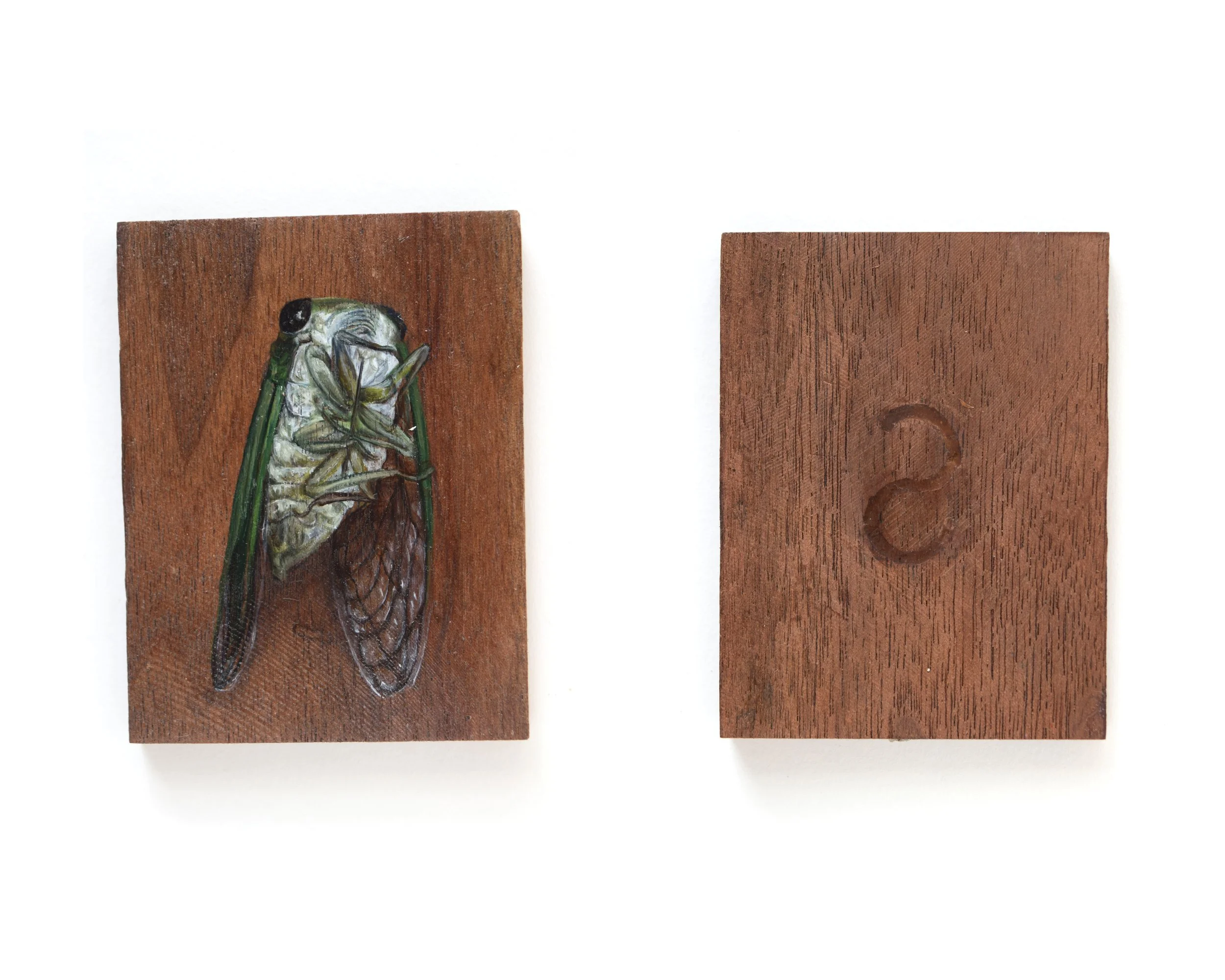 Cicada_S_1.jpg