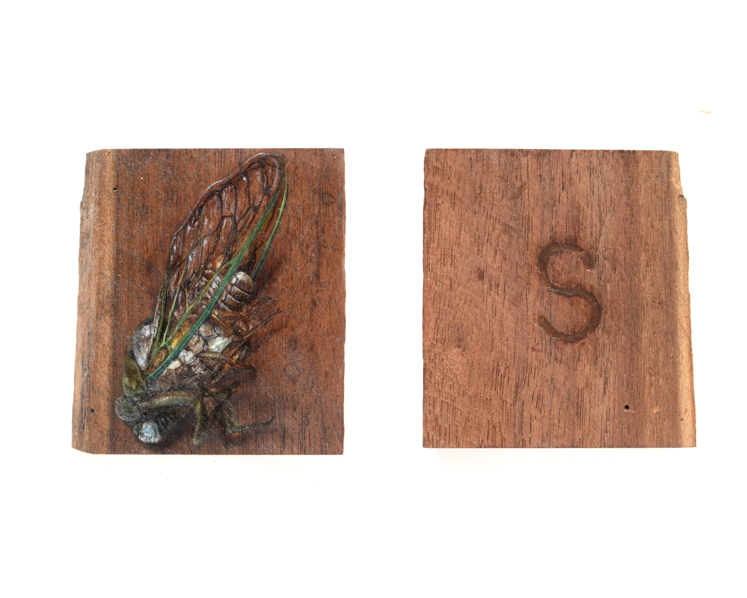 Cicada_S_2 copy.jpg