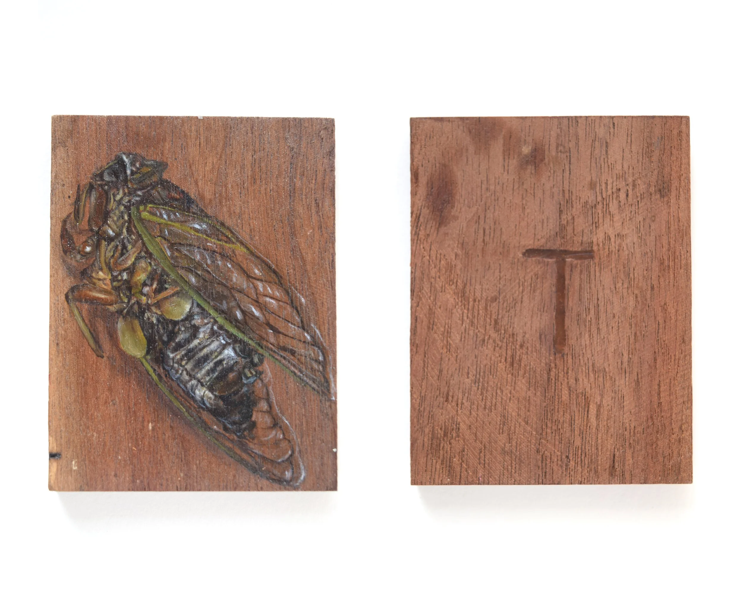 Cicada_T_1.jpg