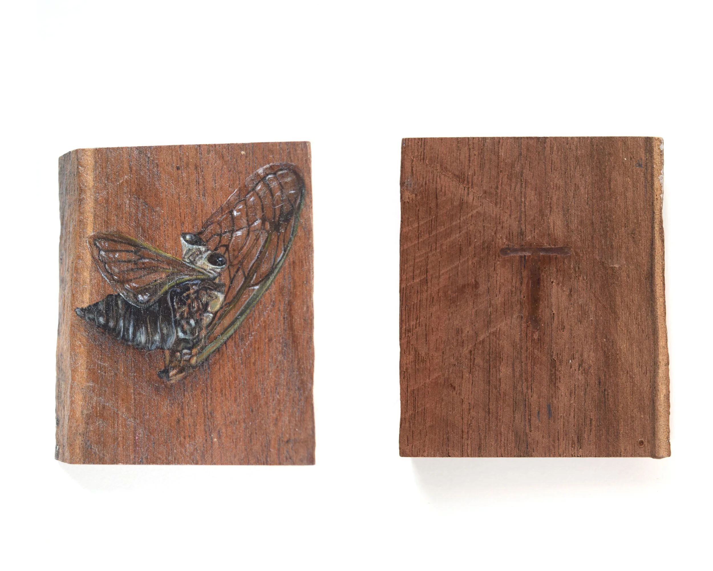 Cicada_t_2 copy.jpg