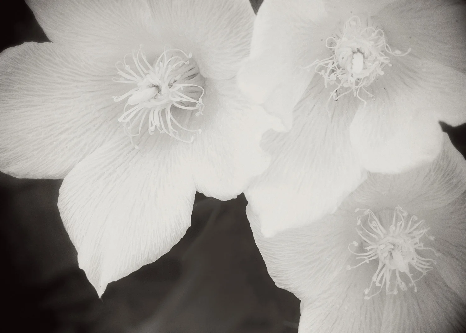 DesertFlowerpastel_Mono.jpg