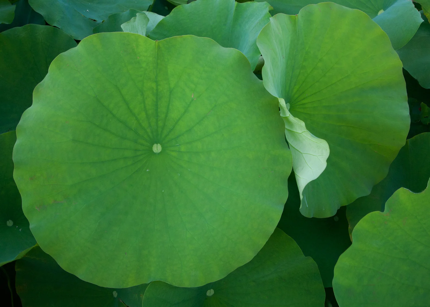 lotusleaves.jpg