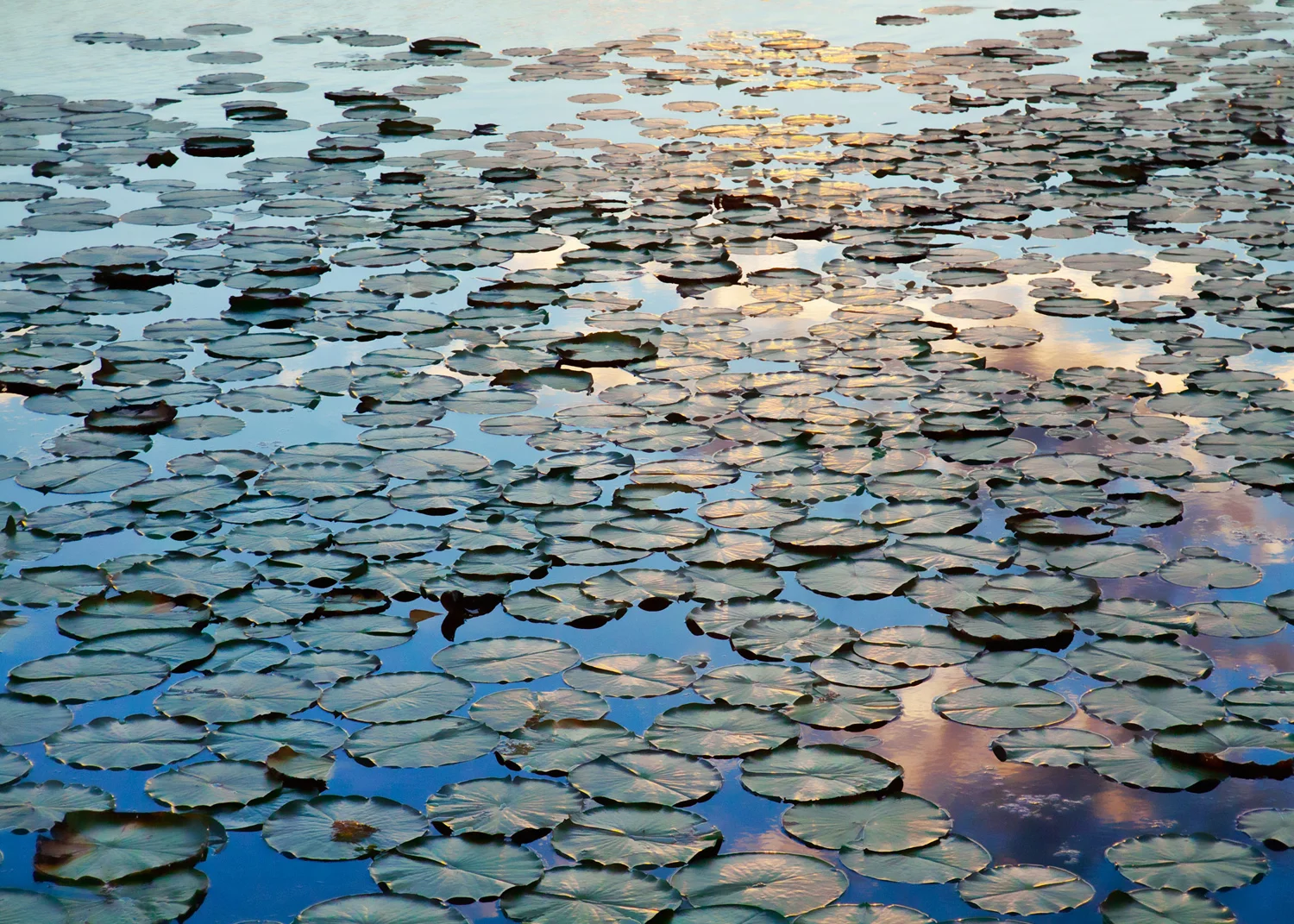 lilypad.jpg