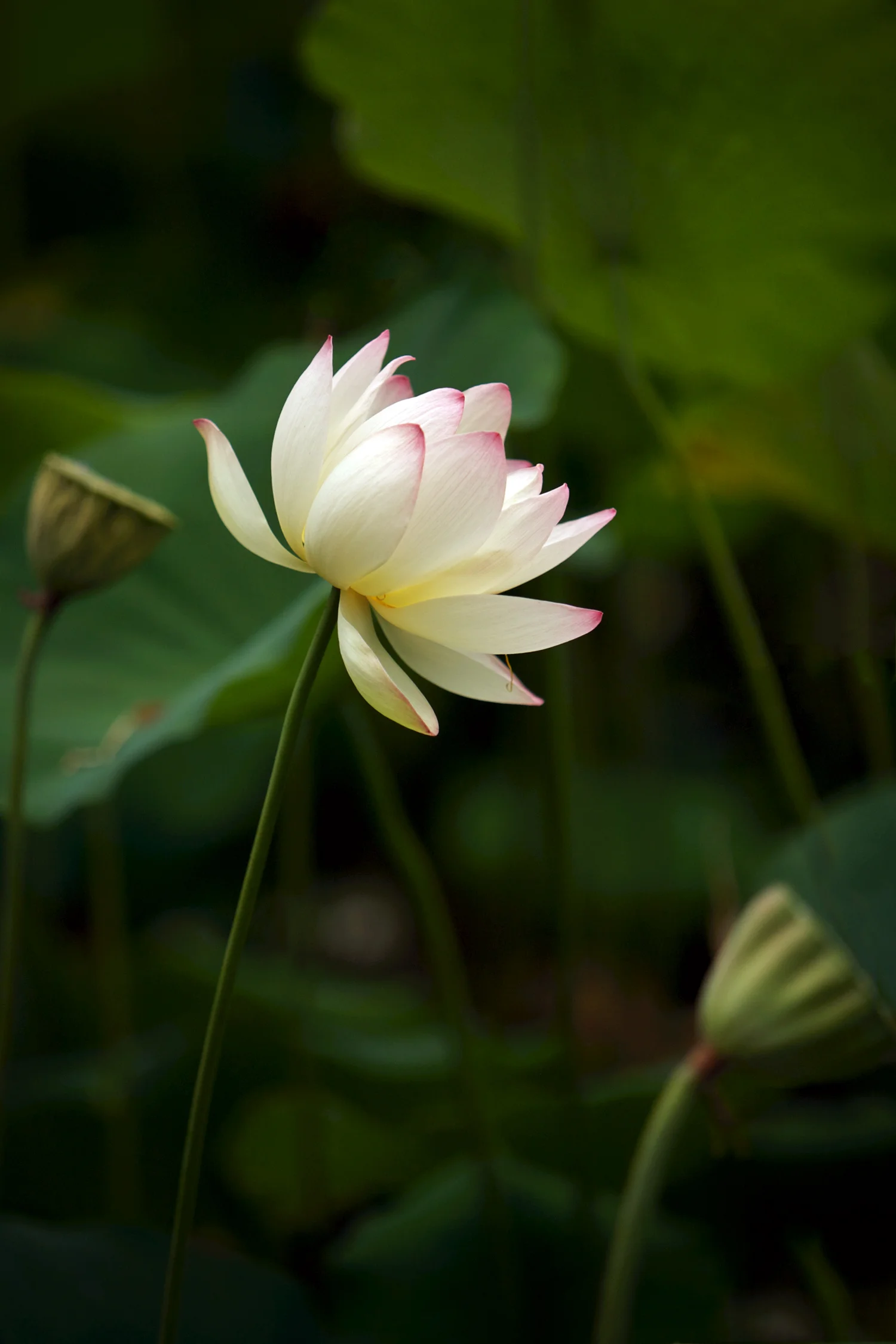 Lotus.jpg
