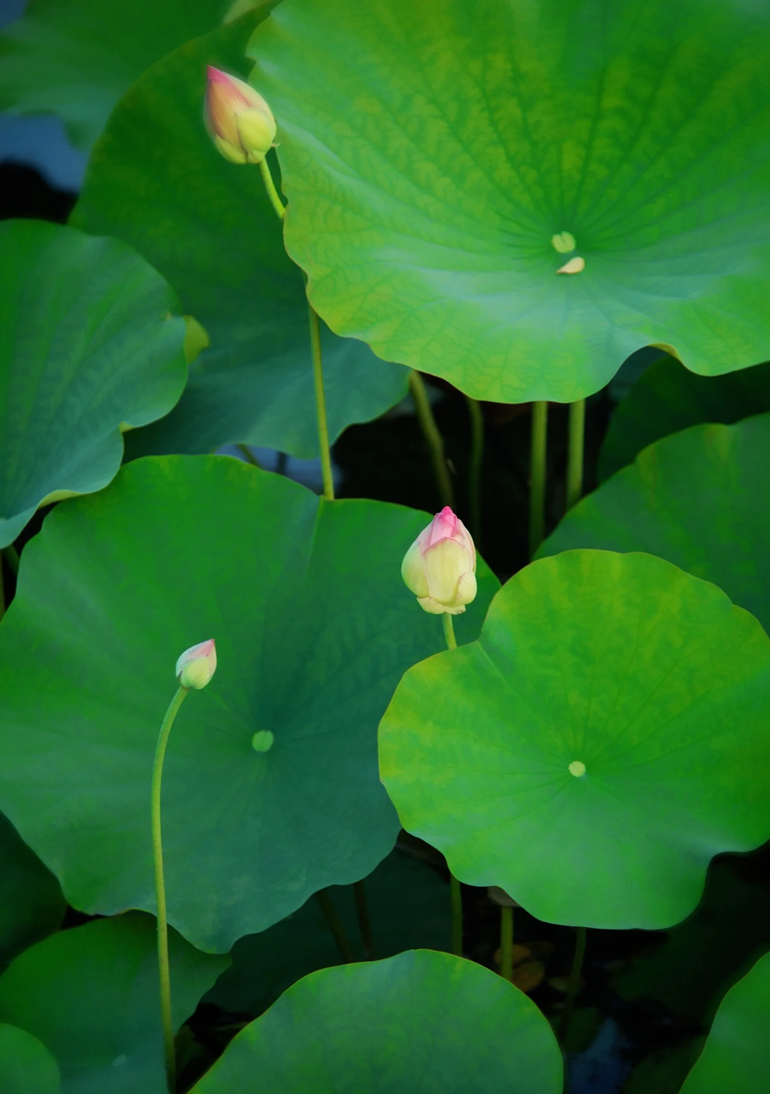 3LotusBlossoms-copy.jpg