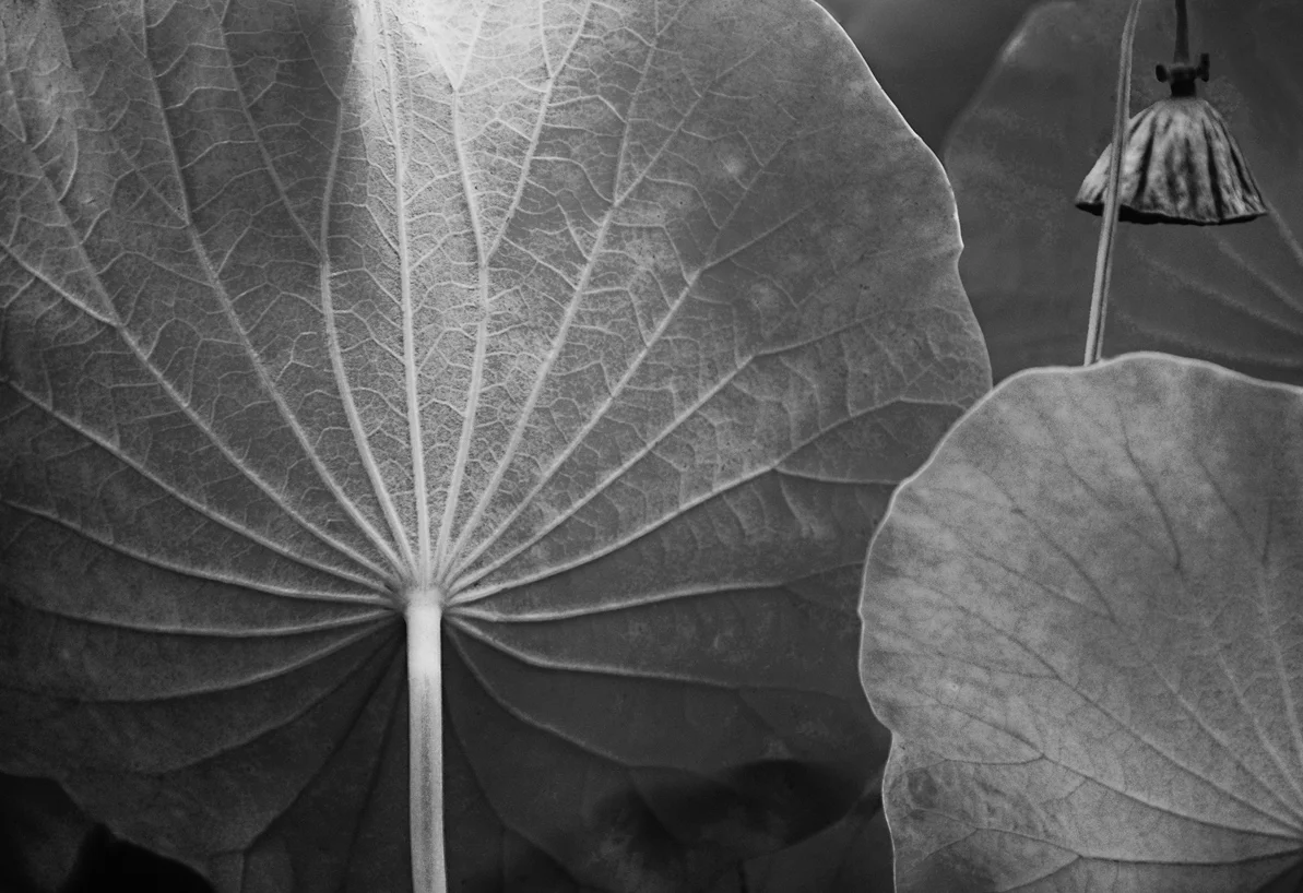 lotusleaves_bw2.jpg