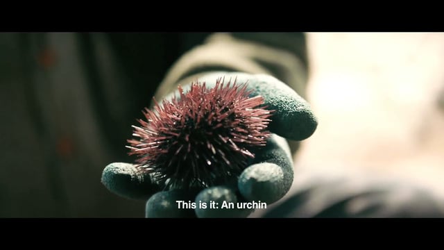 Almundo - Sea Urchin