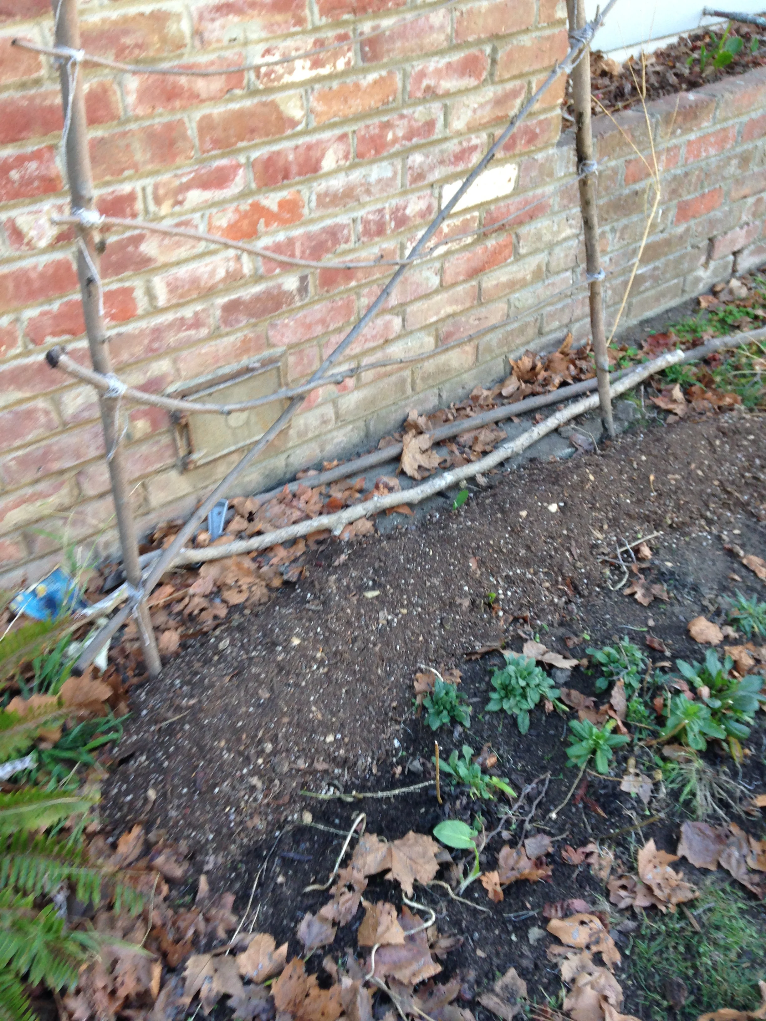 Raised row planted with peas with our handmade trellis to support them as they grow.