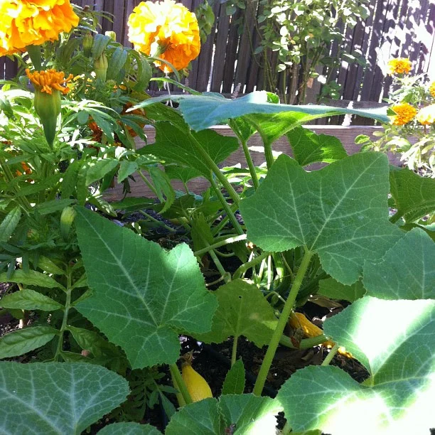 Both yellow squash and calendula are in this photo.