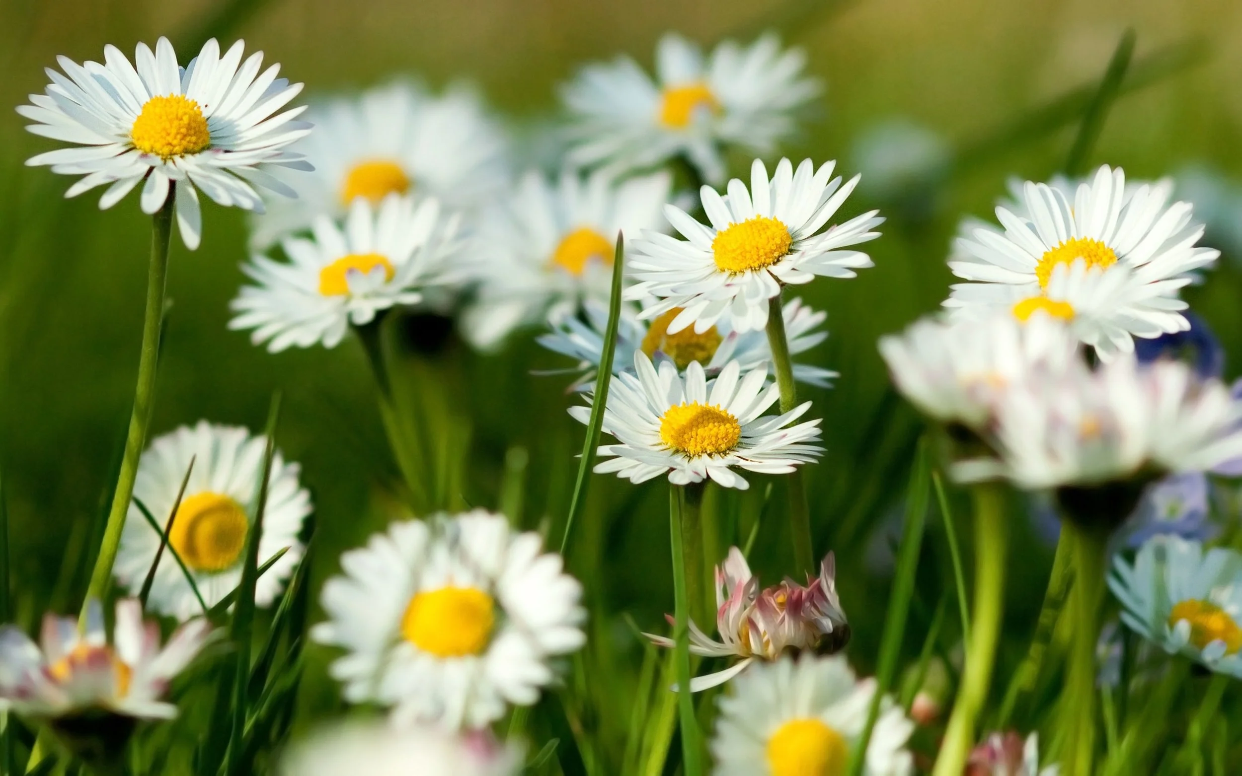 chamomile-flowers-summer-grass-herbs1st.jpg