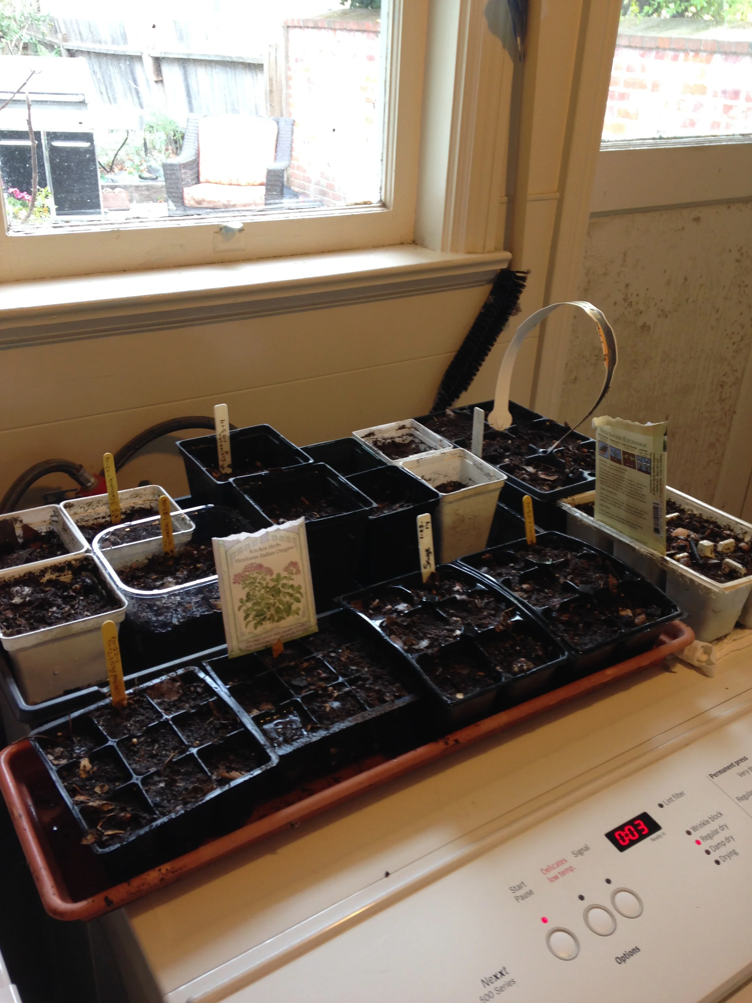 seed trays one.jpg