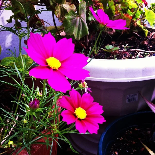 Cosmos. Merry Spinster garden.